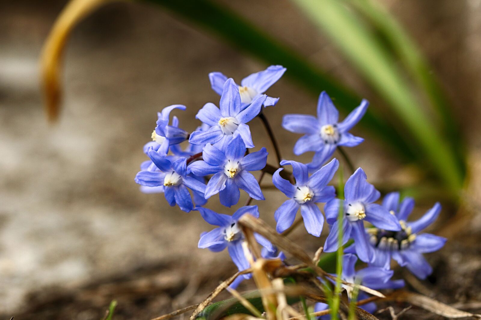 Canon EOS 7D Mark II sample photo. Nature, flora, flower photography