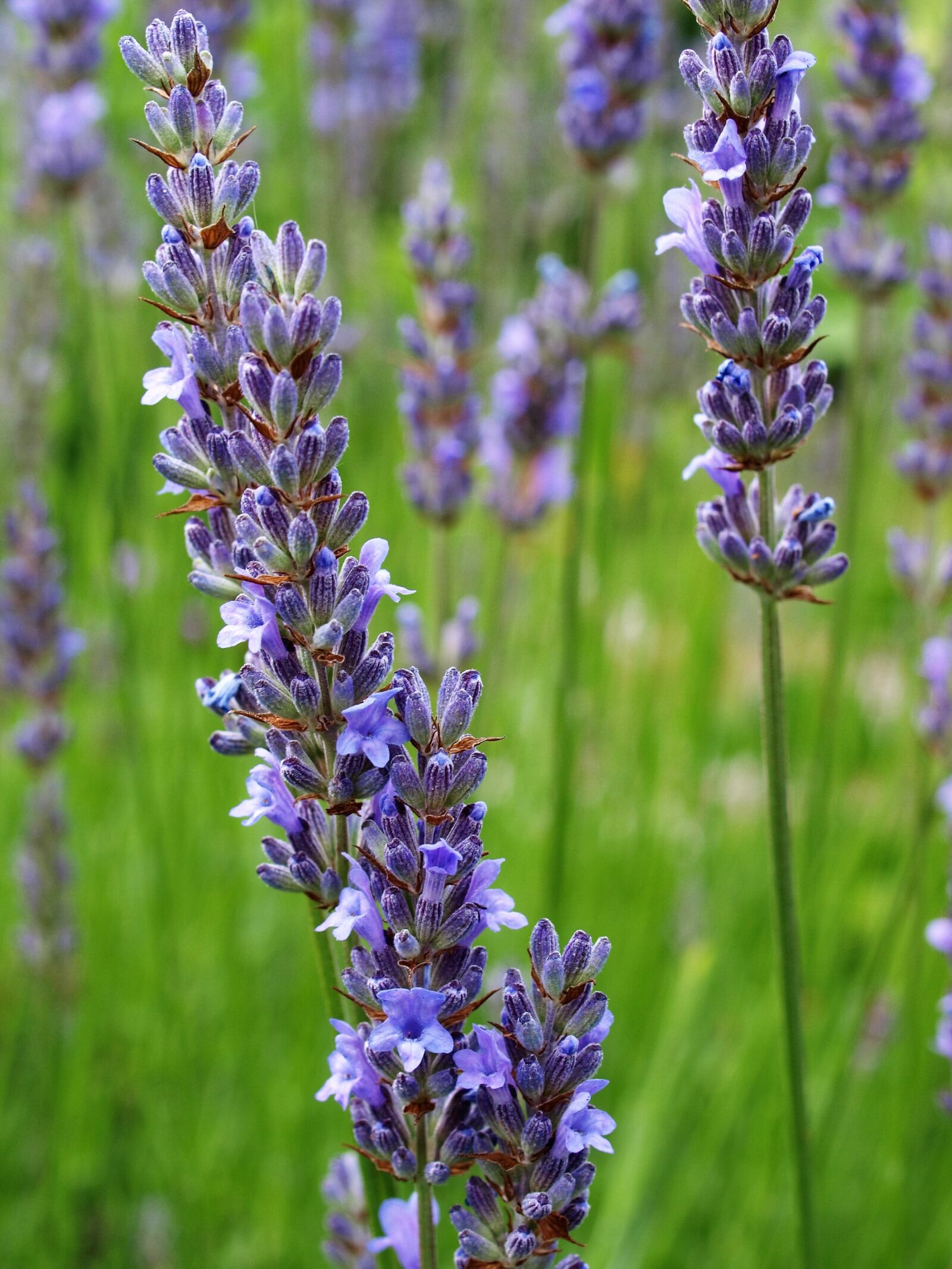 Olympus E-520 (EVOLT E-520) sample photo. Flower, bloom, lavender photography