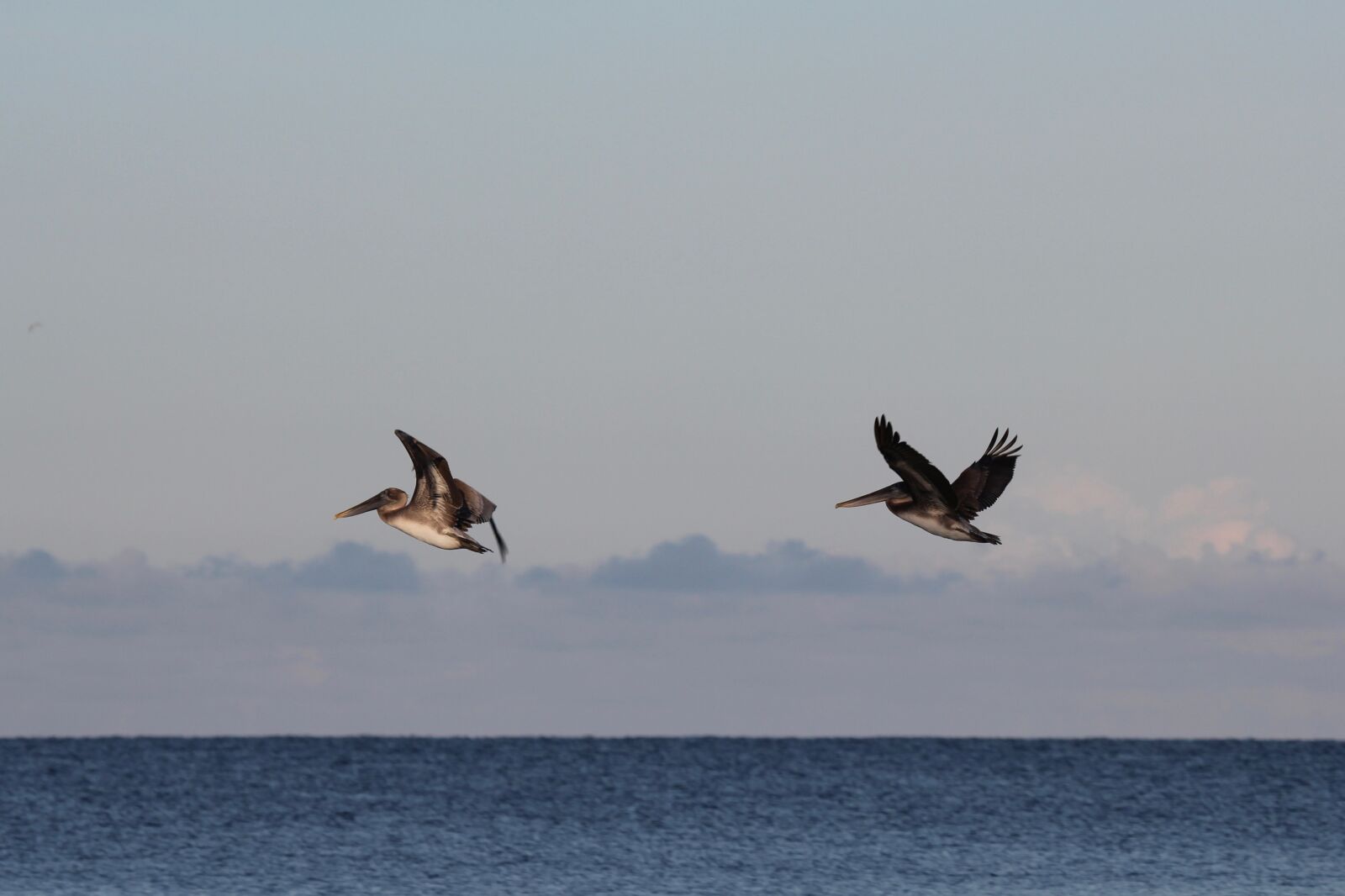 Canon EOS 550D (EOS Rebel T2i / EOS Kiss X4) sample photo. Pelicans in flight, gulf photography