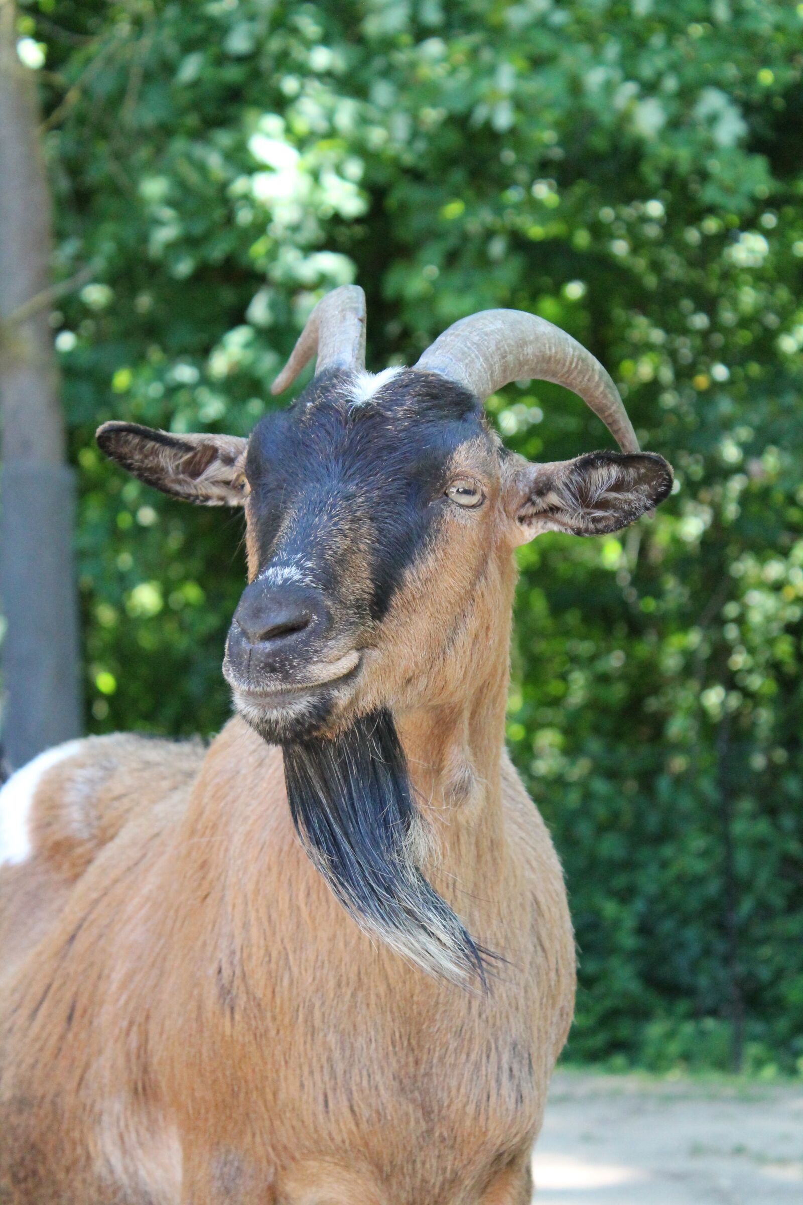 Canon EOS 1100D (EOS Rebel T3 / EOS Kiss X50) sample photo. Goat, farm, animal photography