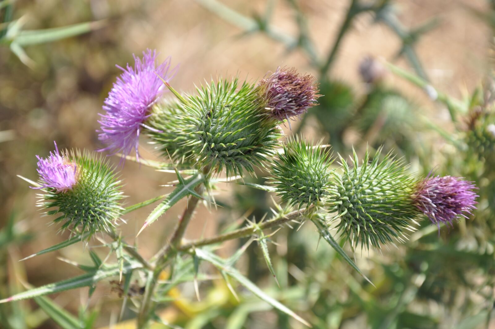 Nikon D90 sample photo. Nature, plant, thistle photography