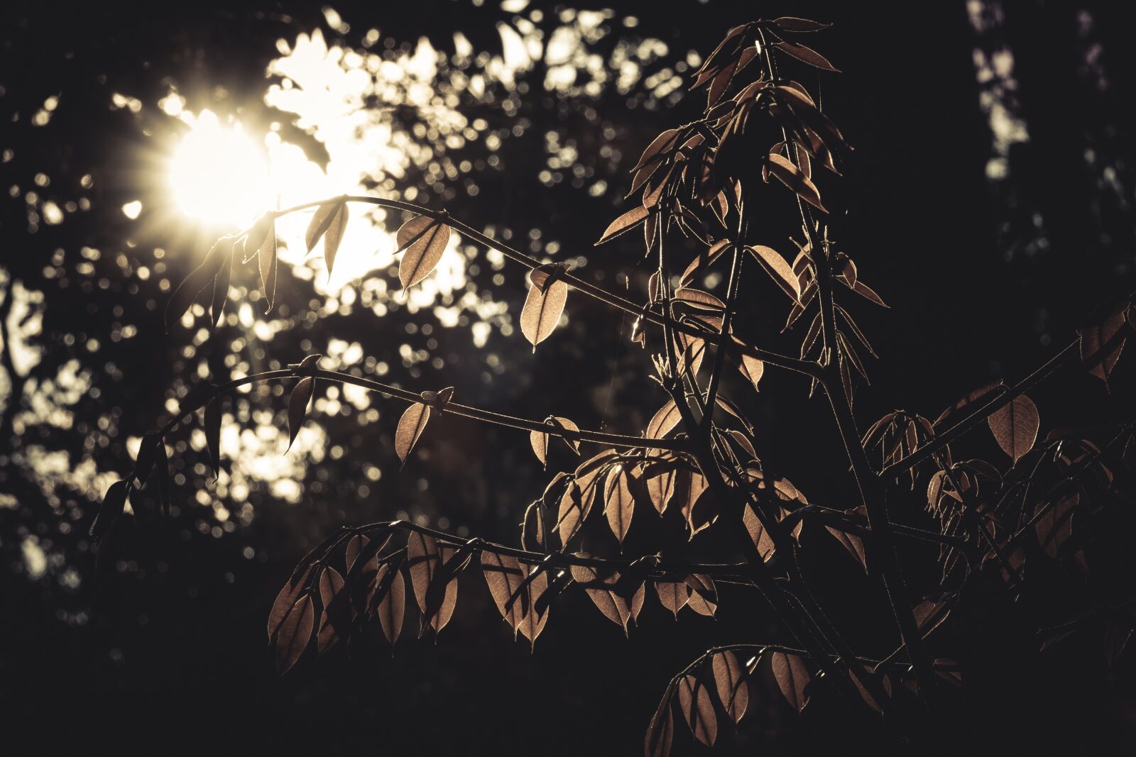 Canon PowerShot G7 X Mark II sample photo. Nature, sunday, leaves photography