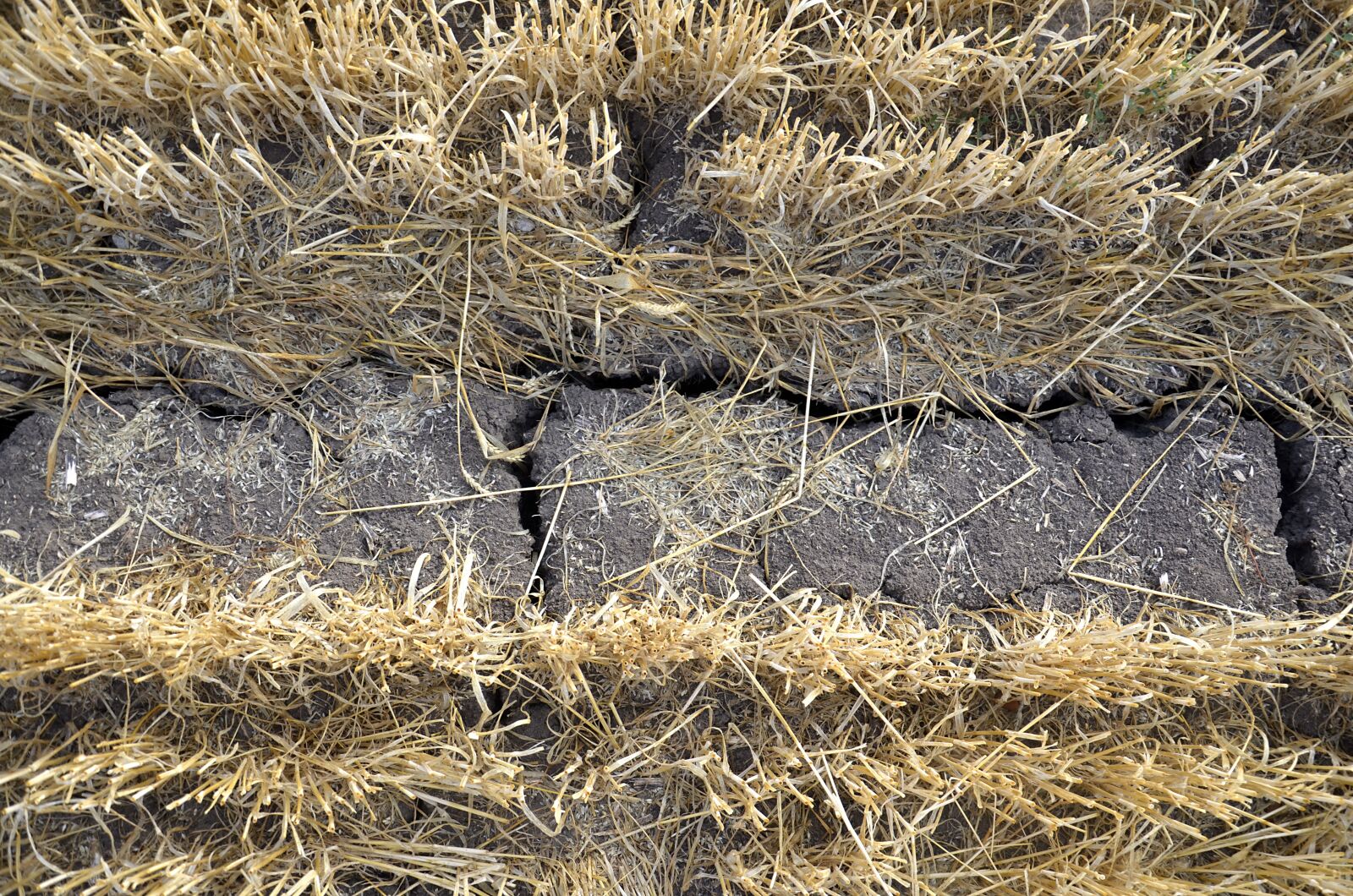 Nikon D5100 sample photo. Heat wave, drought, climate photography