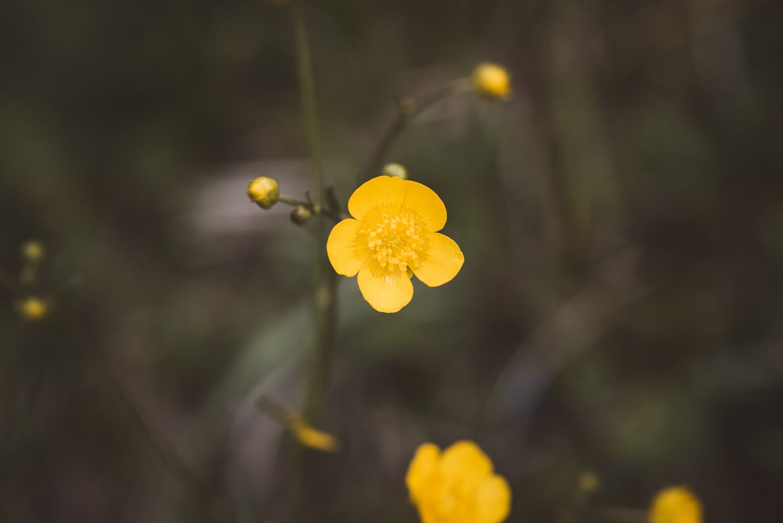Nikon D750 sample photo. Flower, yellow, nature photography