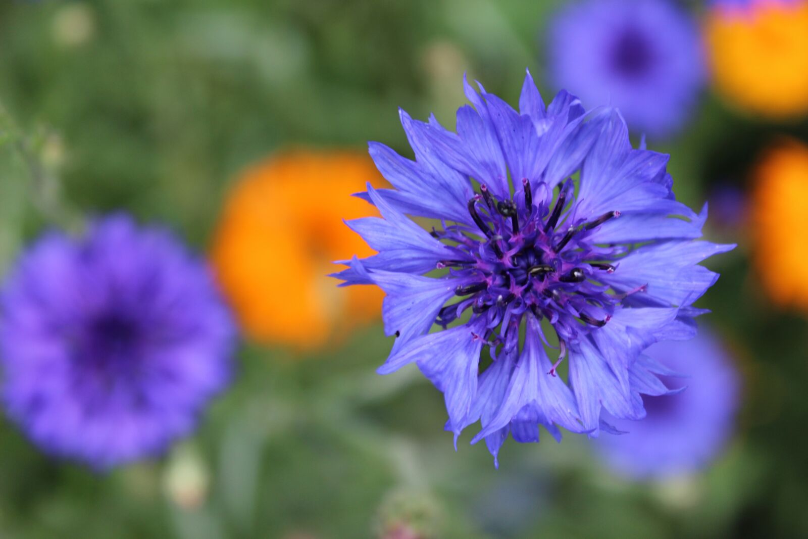 Canon EOS 600D (Rebel EOS T3i / EOS Kiss X5) sample photo. Cornflower, blossom, bloom photography