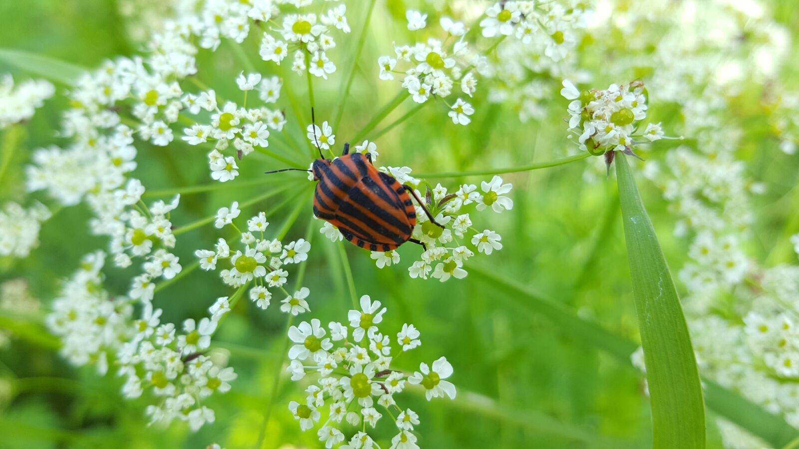 Samsung Galaxy S6 sample photo. Nature, plant, leaf photography