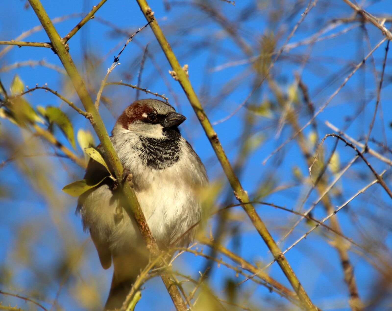 Canon EOS 800D (EOS Rebel T7i / EOS Kiss X9i) sample photo. Bird, sparrow, perched photography