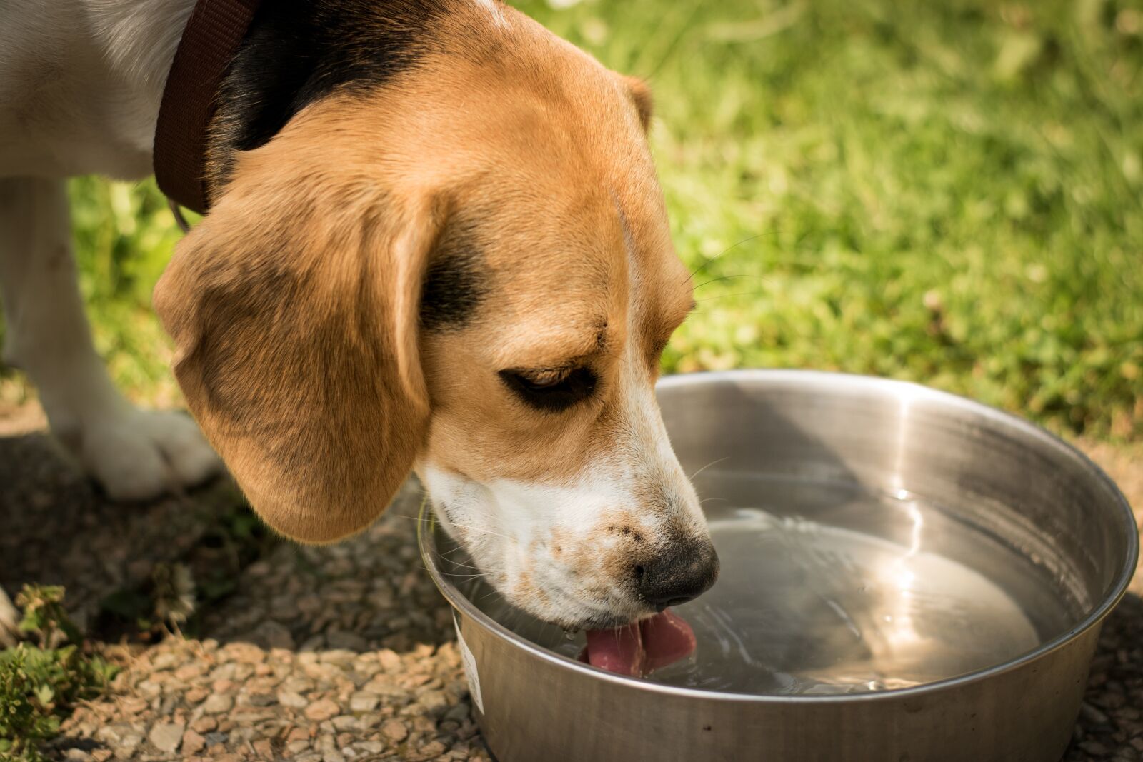 Nikon D3300 sample photo. Dog, drink, water photography