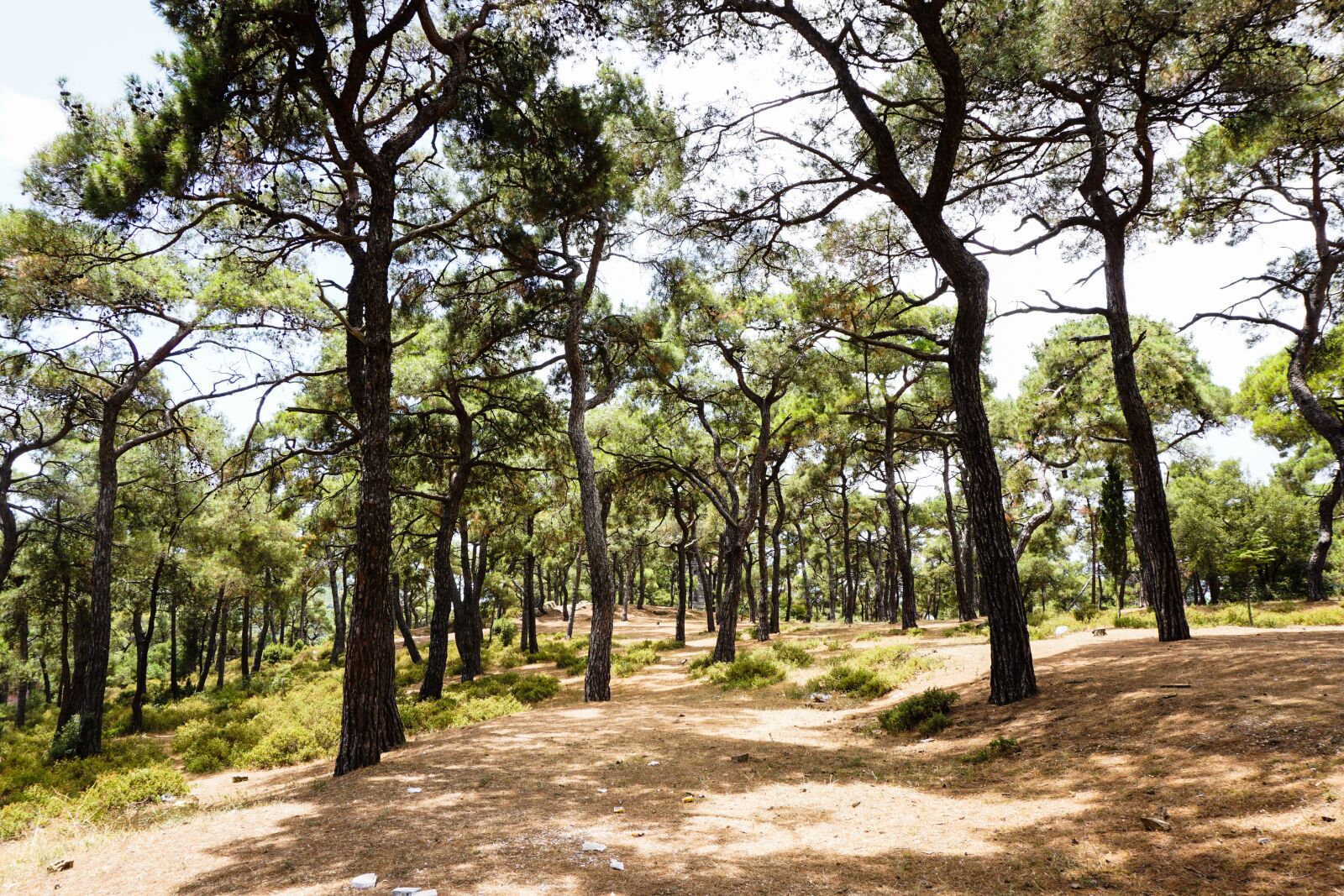 Sony a6000 sample photo. Forest, tree, summer photography