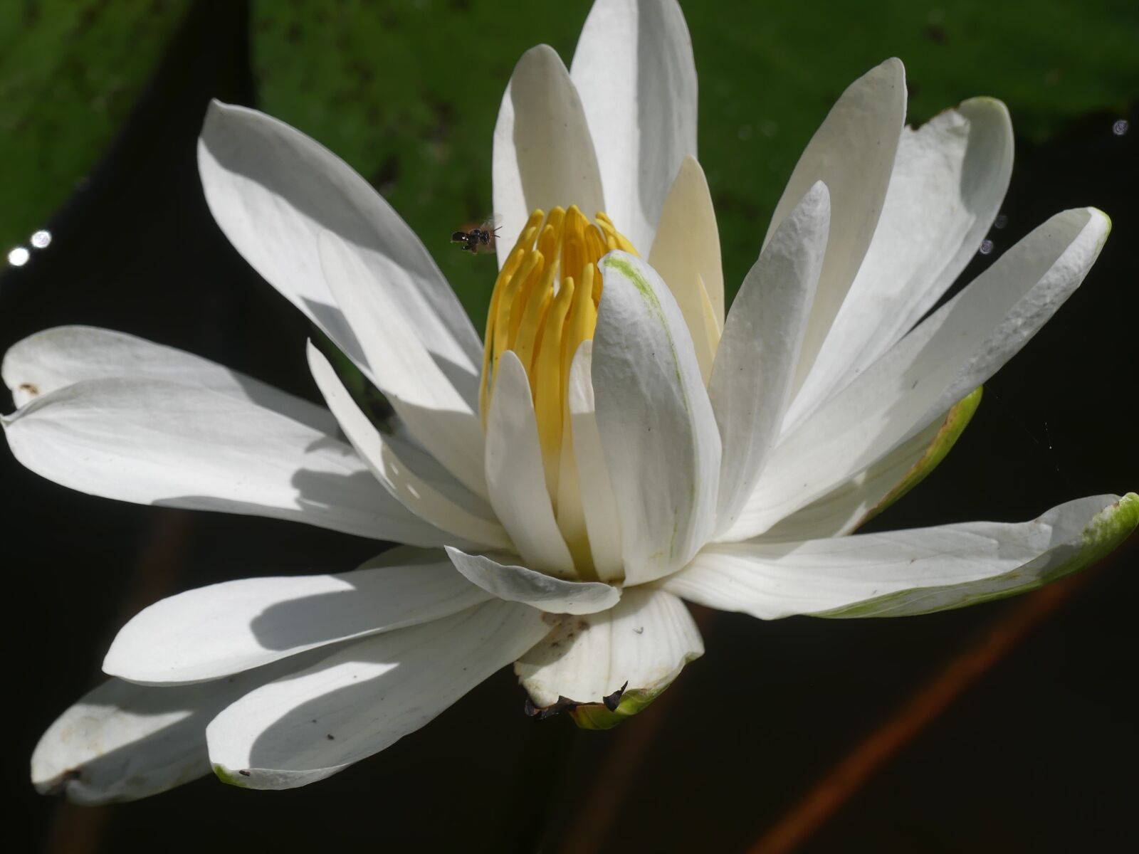 Panasonic Lumix DMC-FZ300 sample photo. Flower, water lily, pond photography