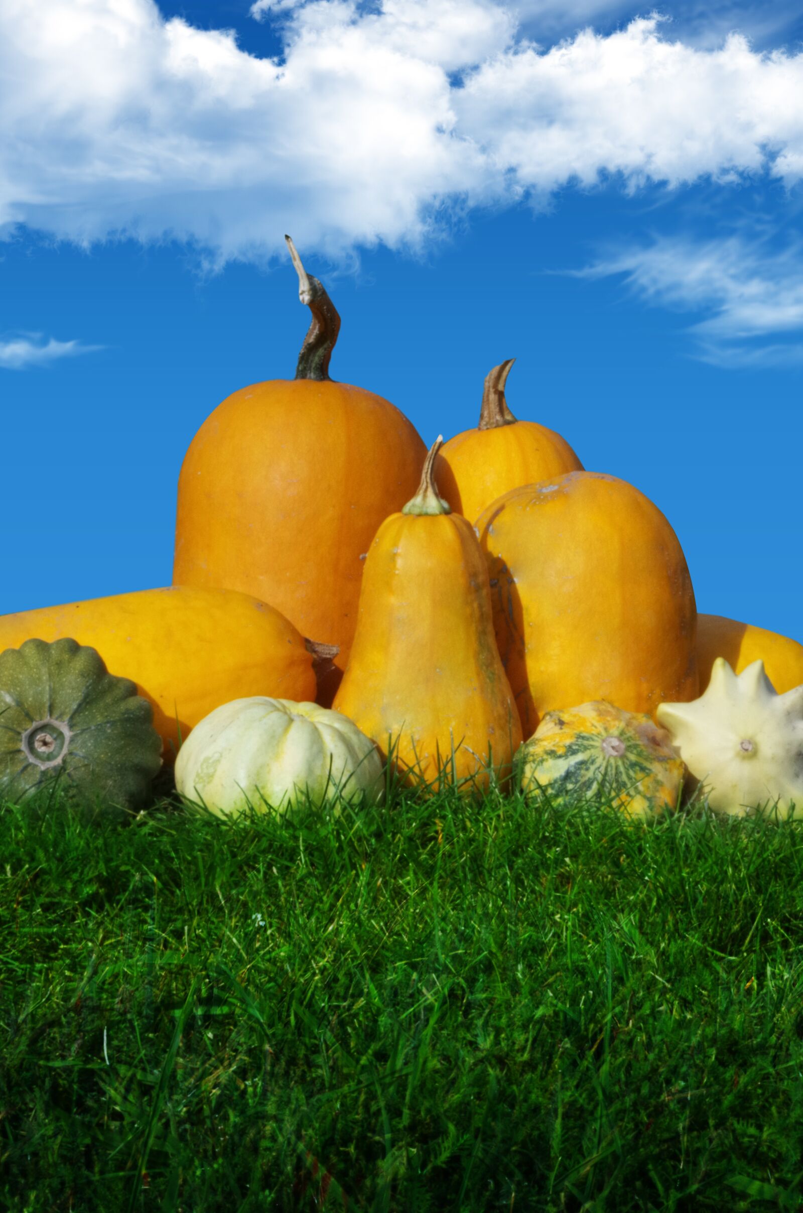 Pentax K-500 sample photo. Pumpkin, autumn, orange photography