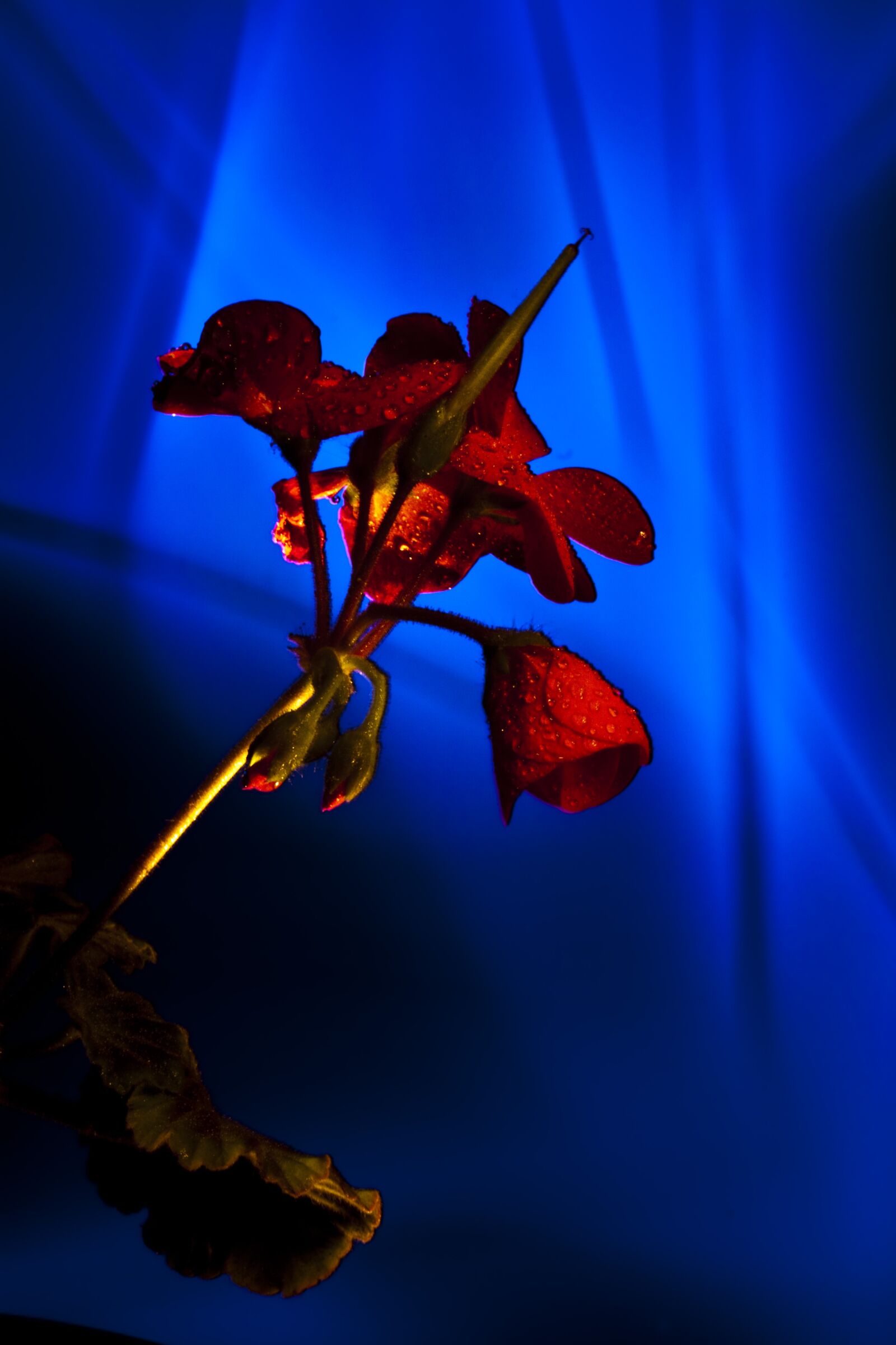 Canon EOS 500D (EOS Rebel T1i / EOS Kiss X3) sample photo. Light painting, light coloring photography
