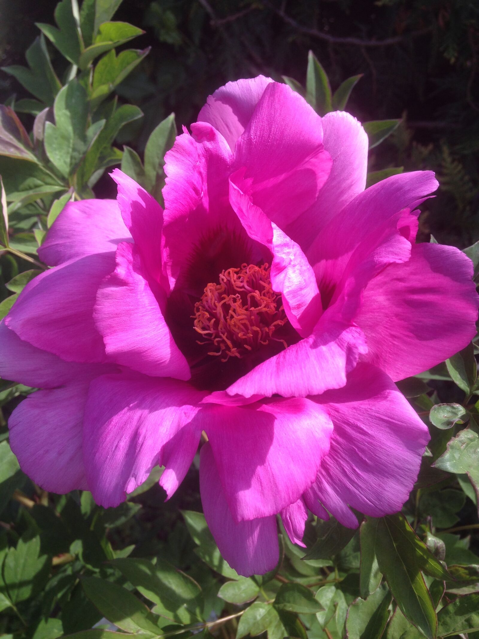 iPhone 5 back camera 4.12mm f/2.4 sample photo. Peony, flower, pink photography