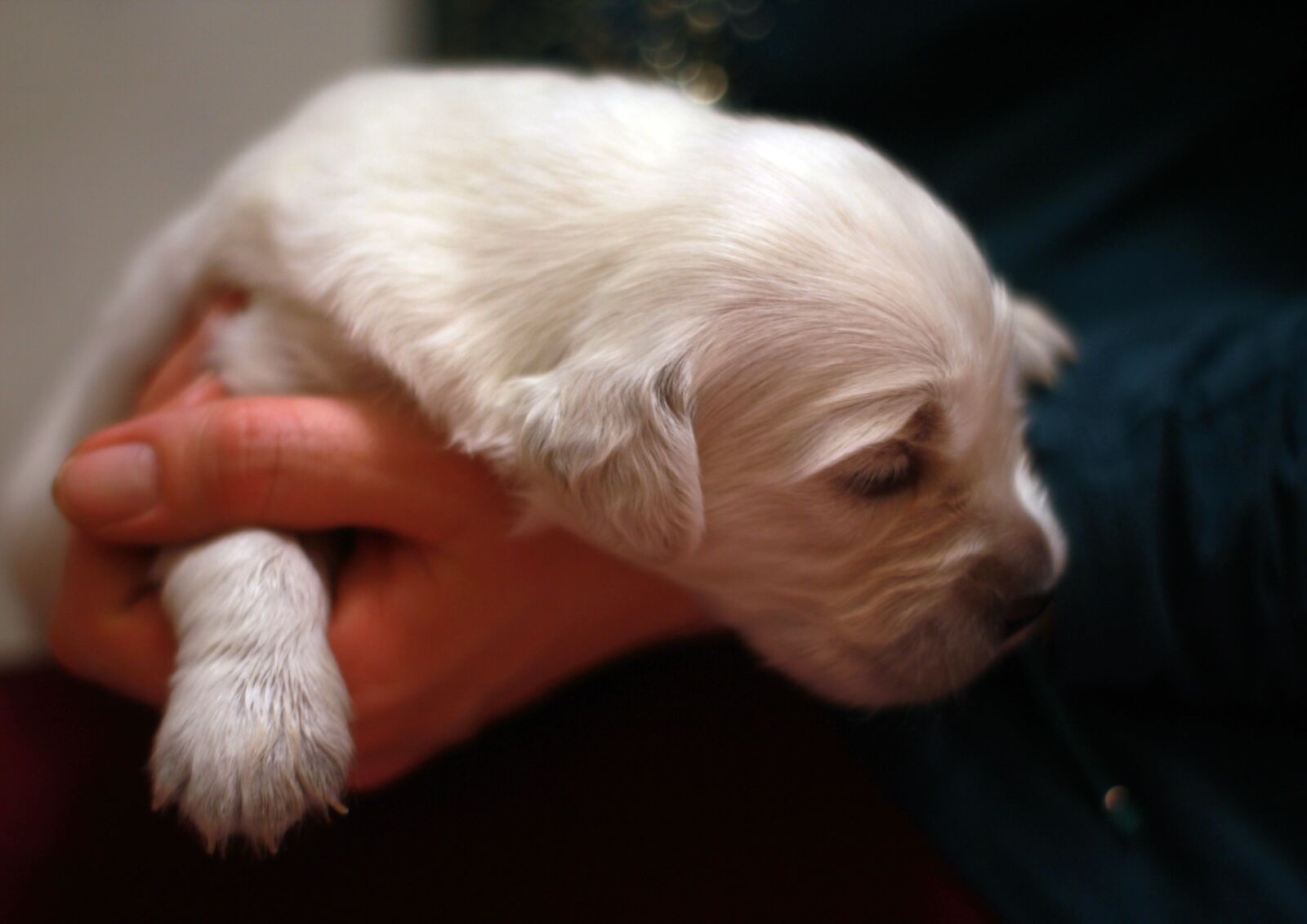 Canon EOS 1200D (EOS Rebel T5 / EOS Kiss X70 / EOS Hi) sample photo. Puppy, little, dog photography