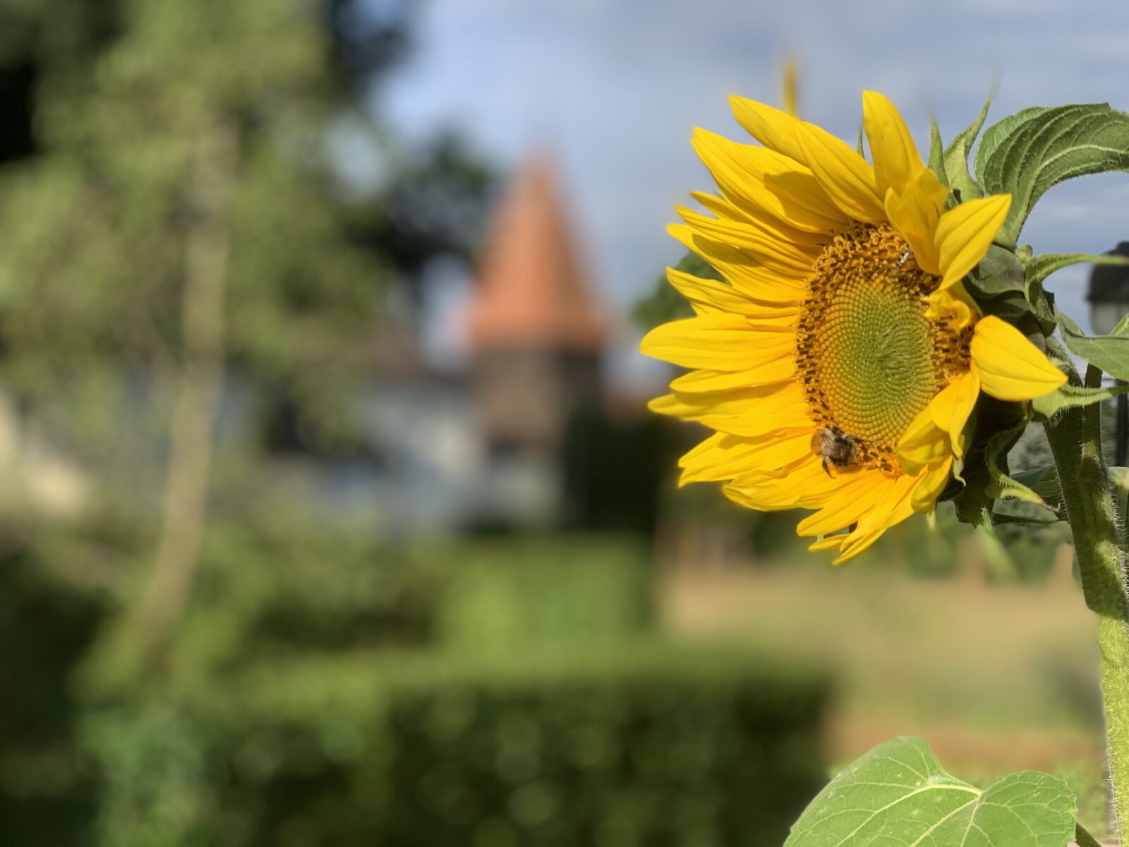 Apple iPhone XS sample photo. Sunflower, church, garden photography