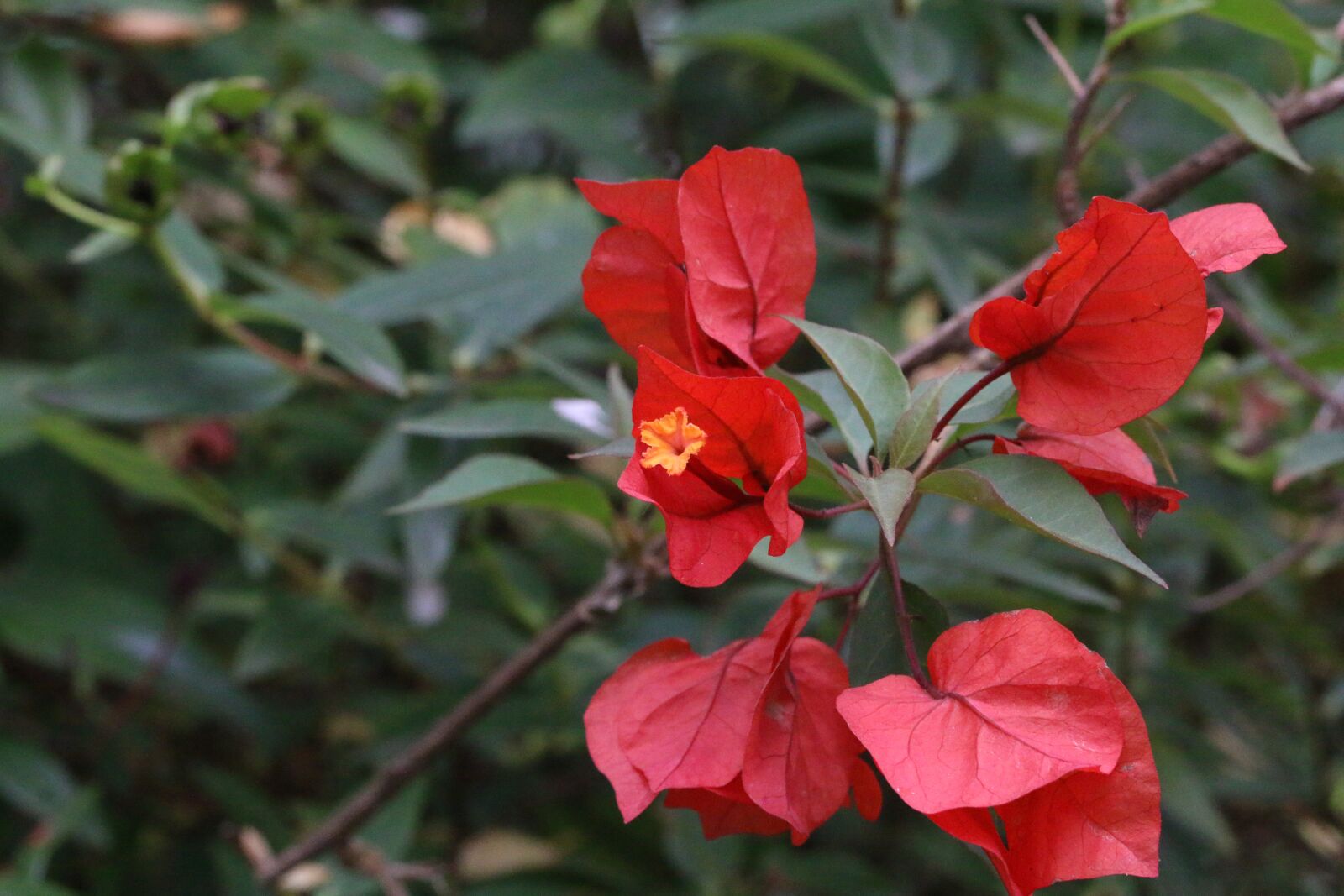 Canon EOS 70D + Canon EF 100mm F2.8L Macro IS USM sample photo. Flowers, bougainvillea, plant photography