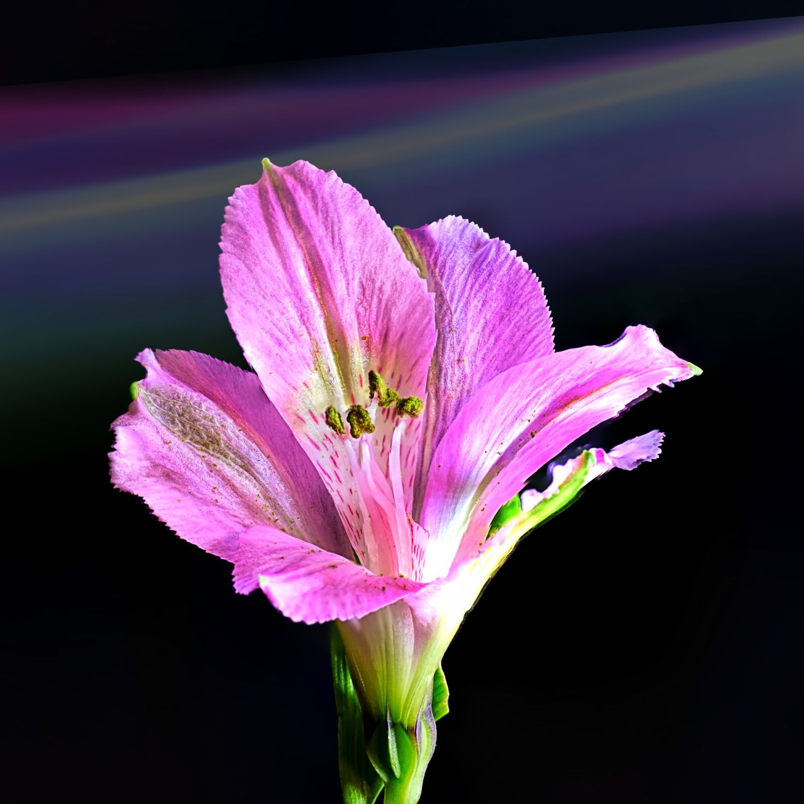 Canon EOS 5D Mark III sample photo. Flower, flora, nature photography