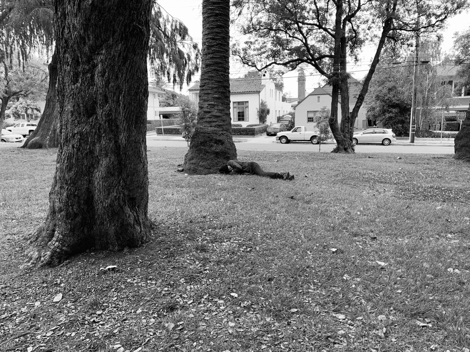 Apple iPhone XR sample photo. Sleep, trees, nap photography