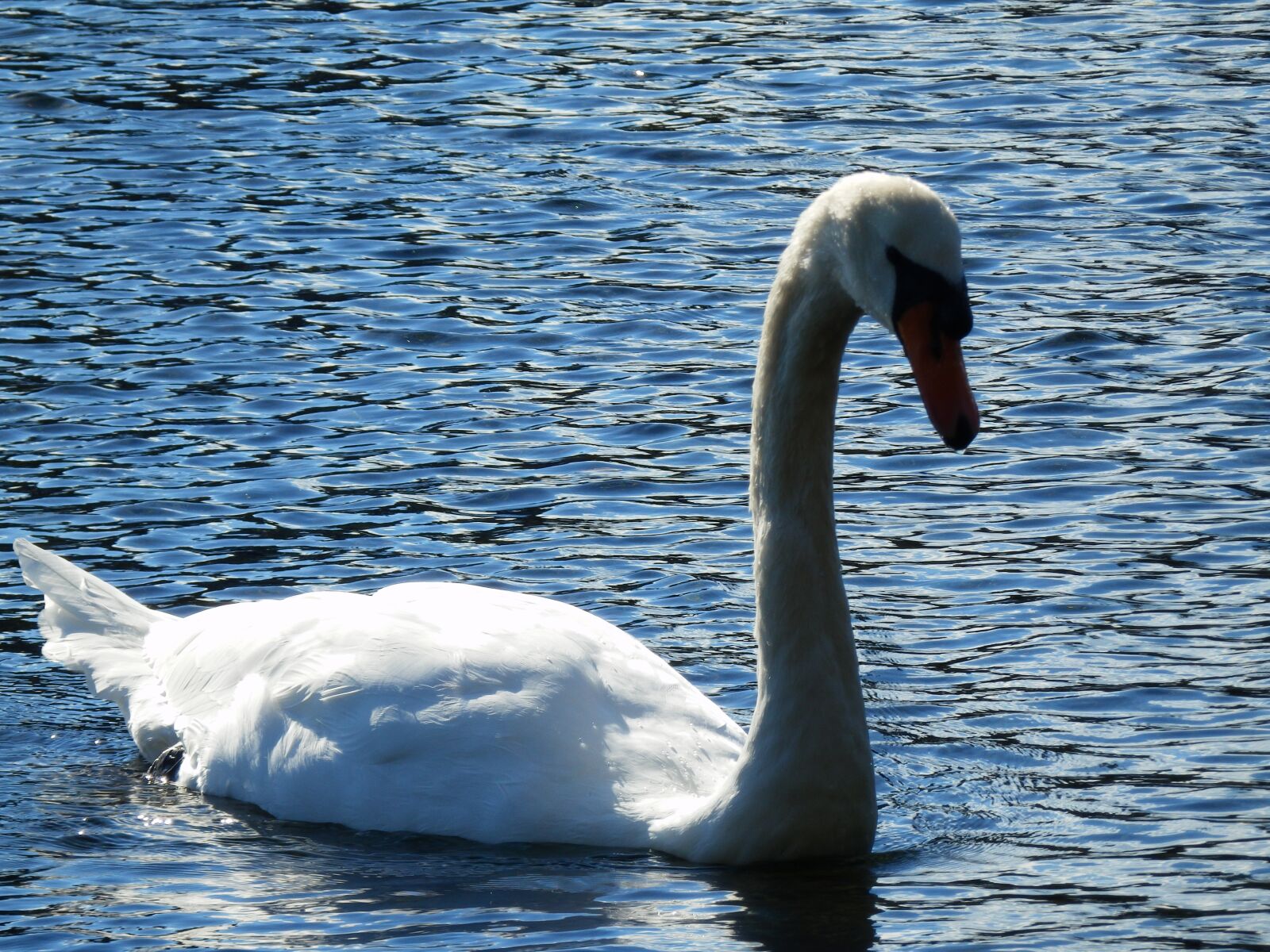 Olympus SZ-31MR sample photo. Swan, bird, nature photography
