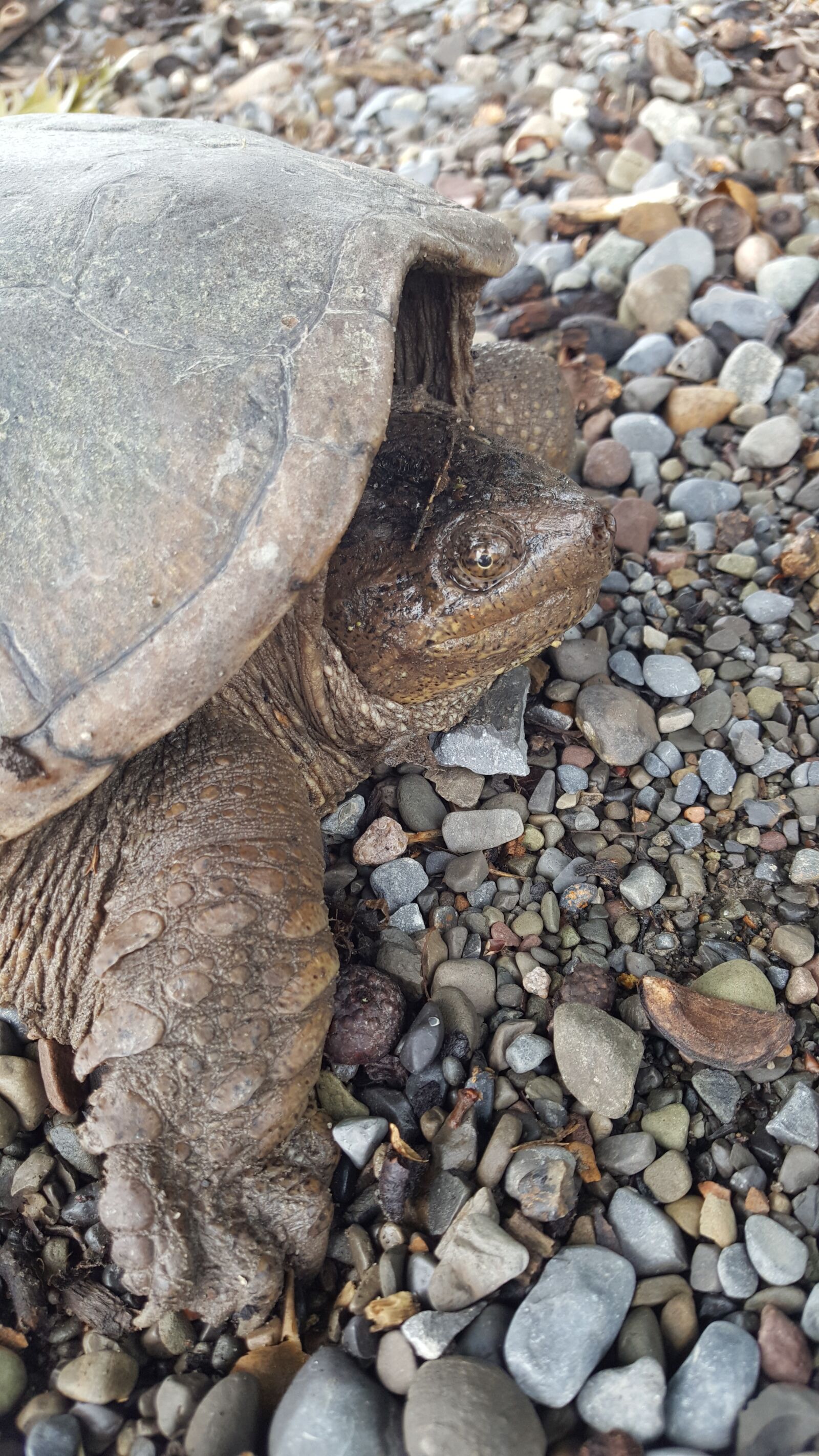Samsung Galaxy Note5 sample photo. Snapping turtle, lake, turtles photography