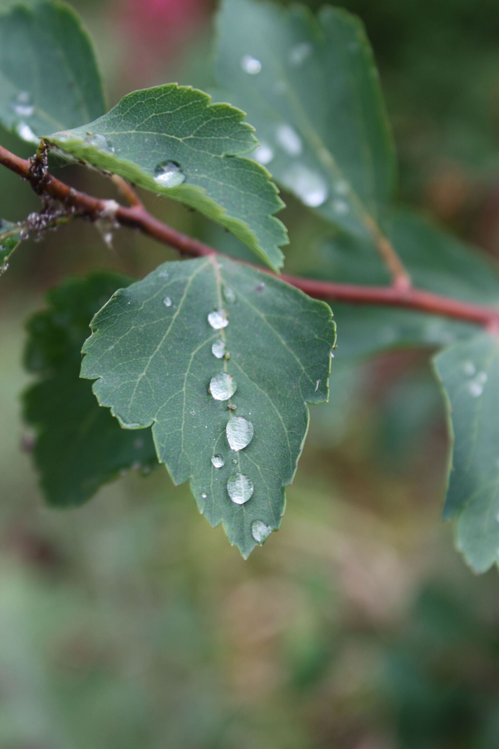 Canon EOS 450D (EOS Rebel XSi / EOS Kiss X2) sample photo. Leaf, branch, drop photography