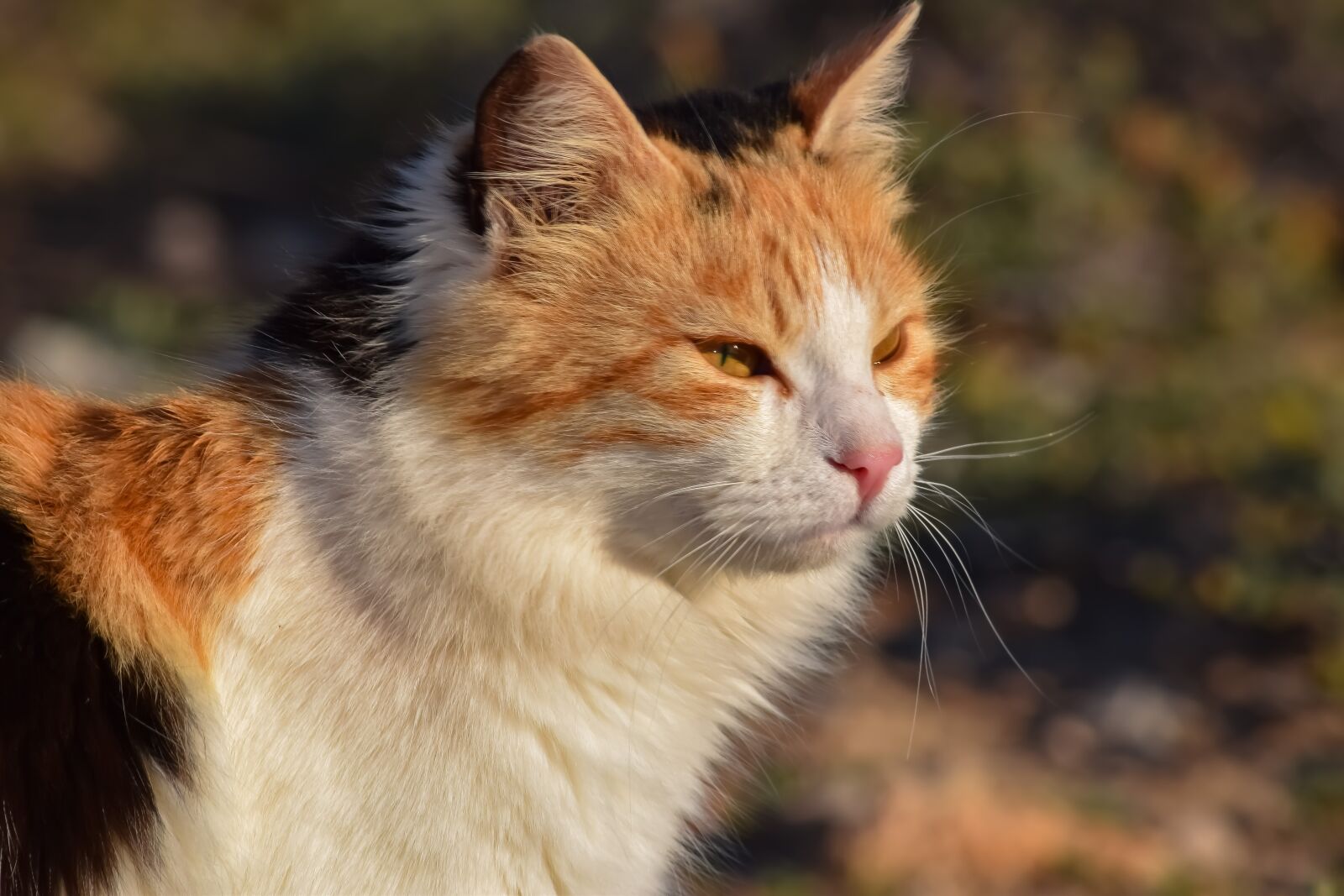 Nikon D3300 sample photo. Cat, stray, animal photography