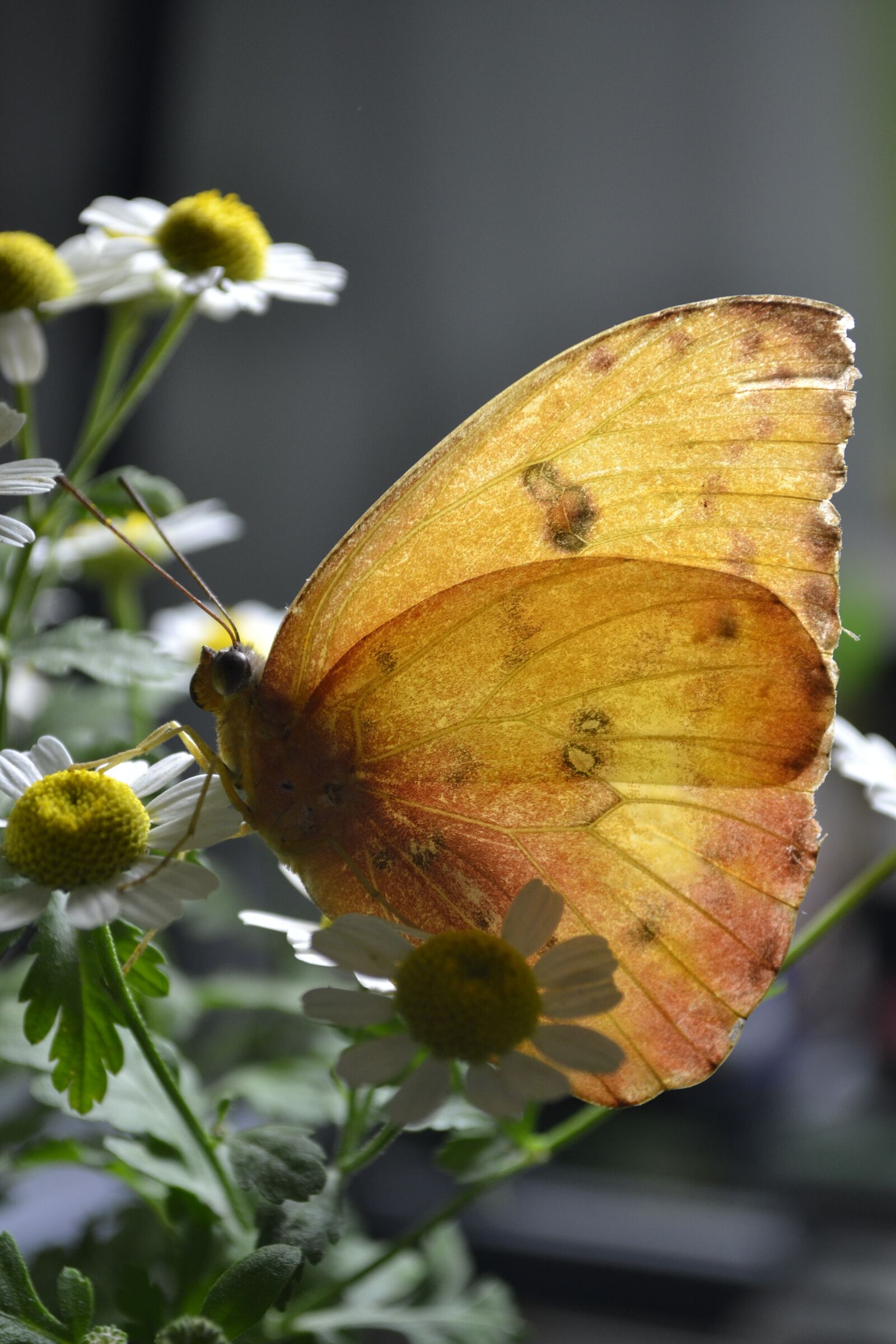 Nikon D3100 sample photo. Butterfly, yellow, nature photography