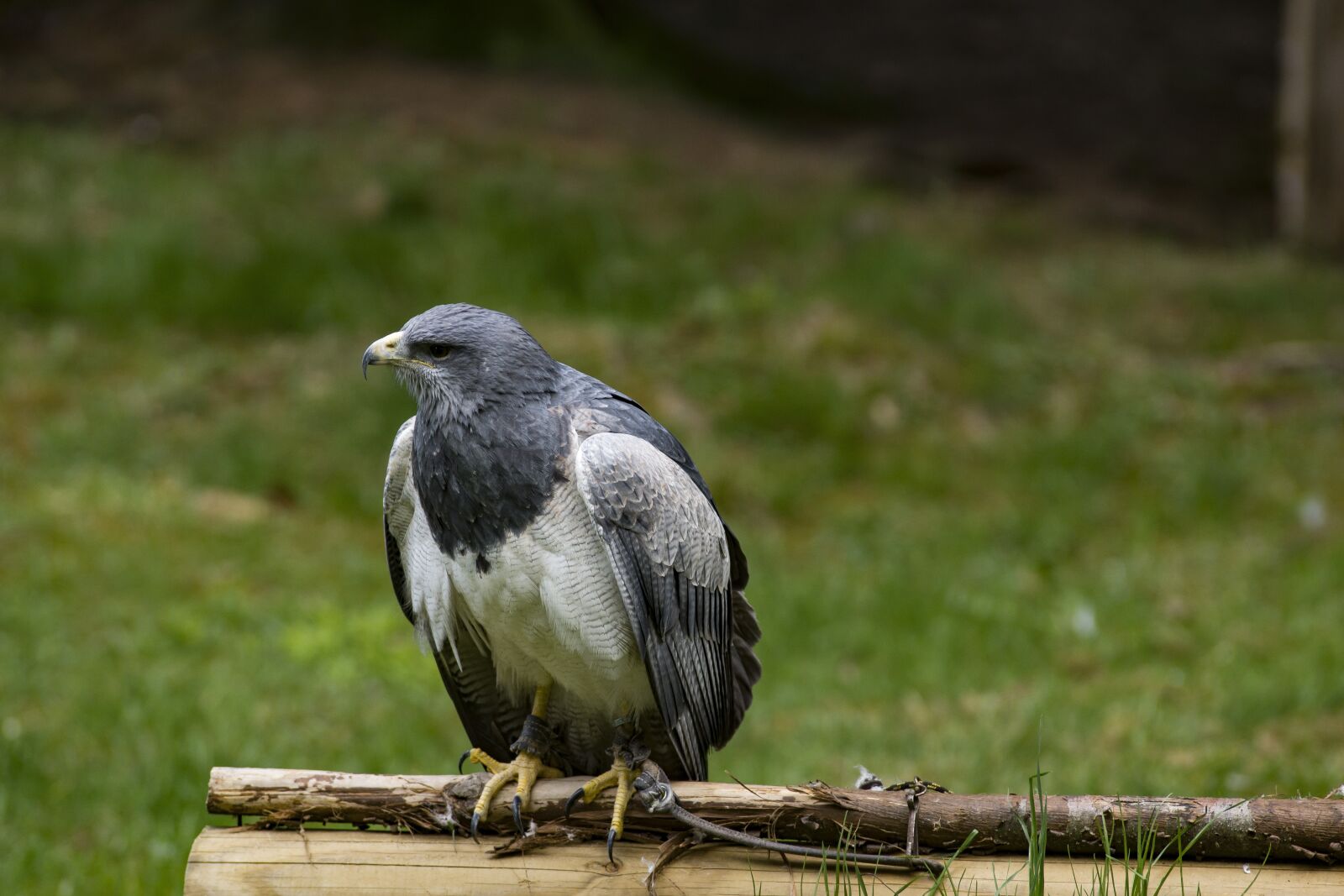 Sony SLT-A77 sample photo. Bird, raptor, buzzard photography