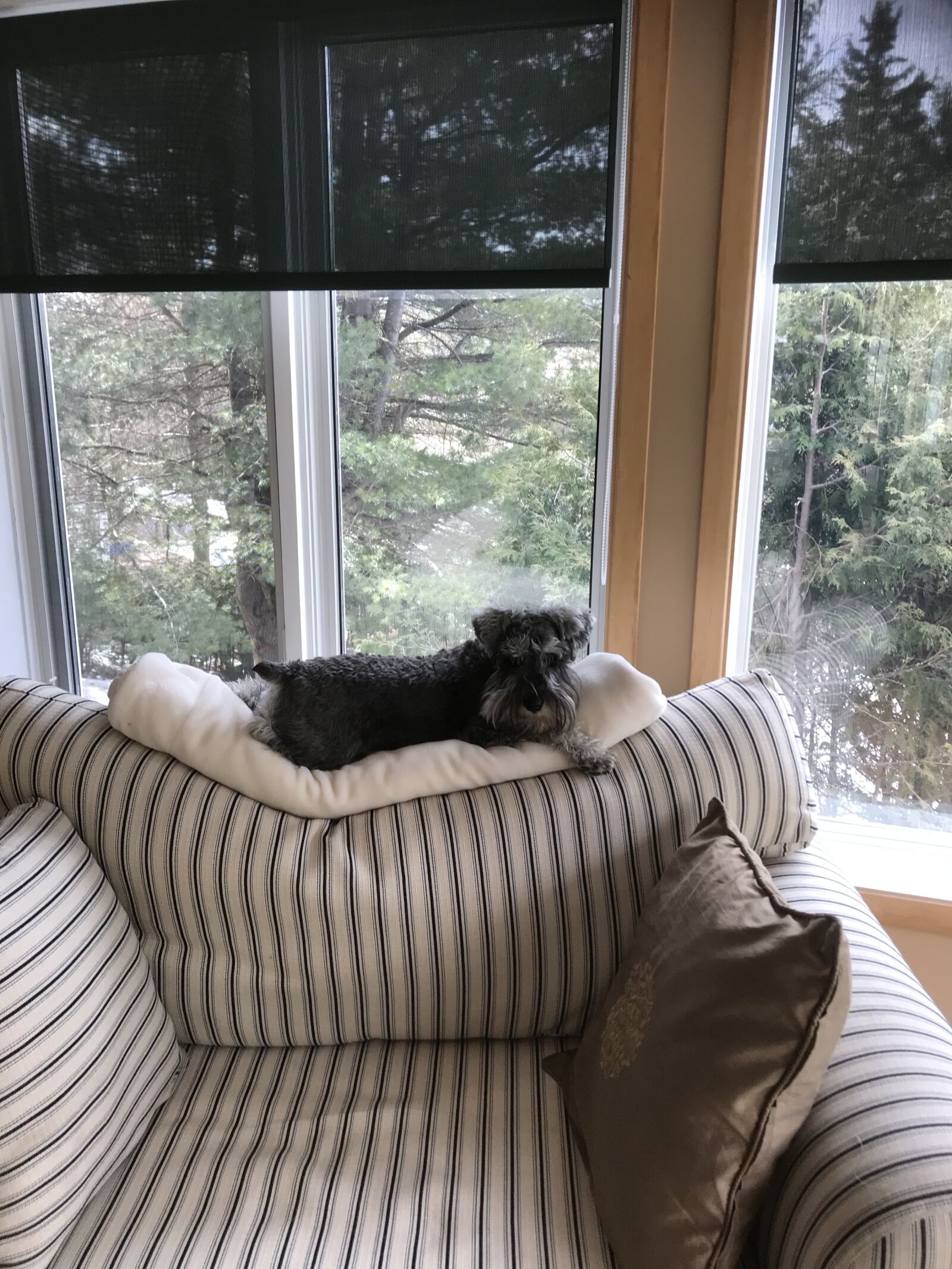 iPhone 7 back camera 3.99mm f/1.8 sample photo. Dog, relax, chair photography