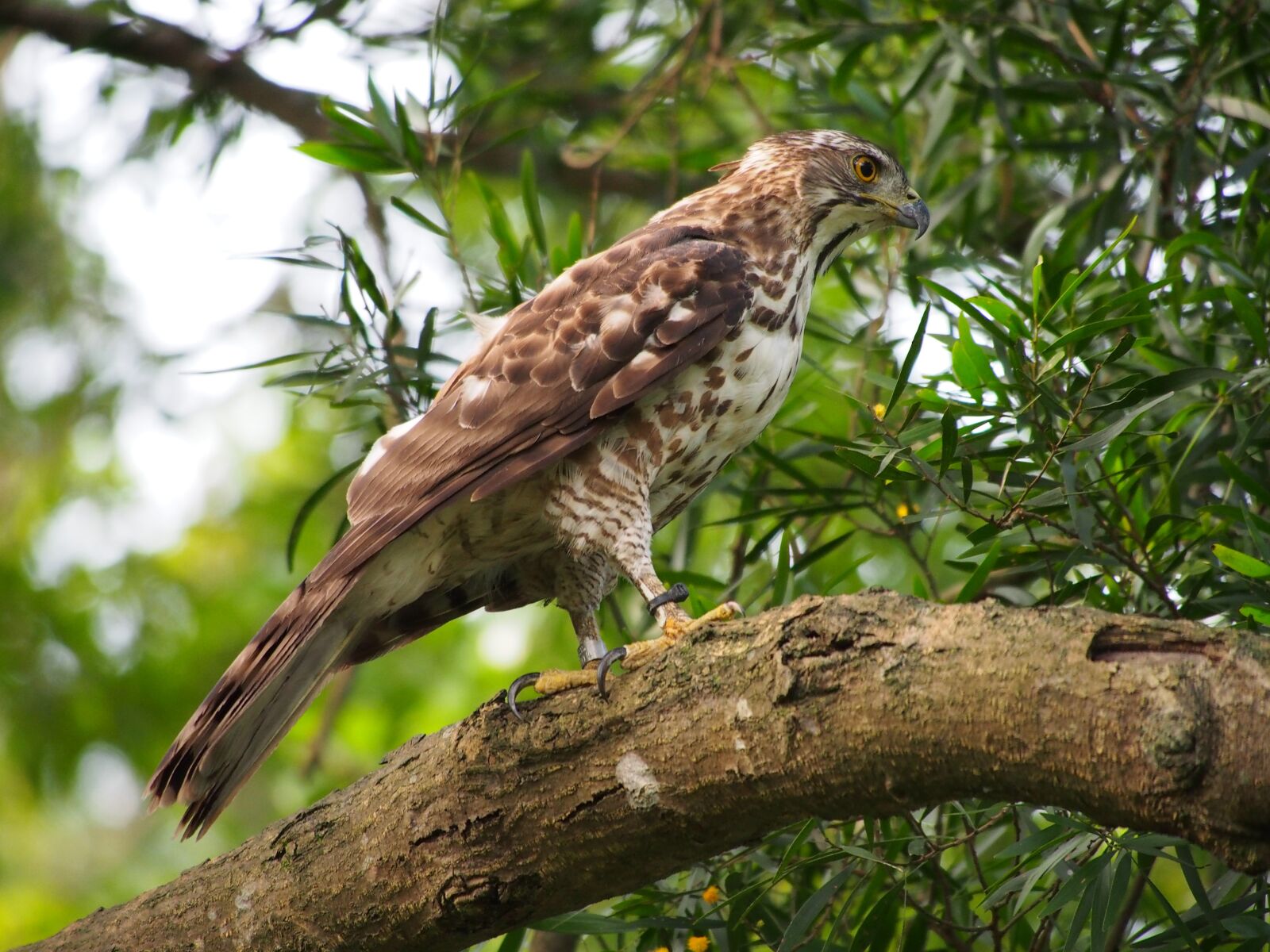 Panasonic Lumix G Vario 100-300mm F4-5.6 OIS sample photo. Fung head goshawk, eagles photography