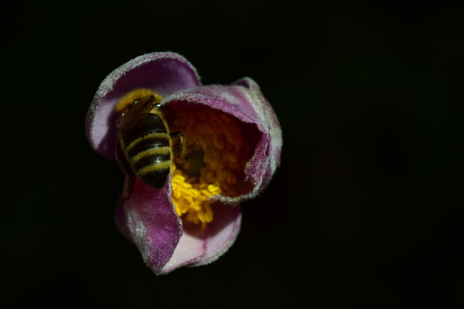 Nikon D3300 sample photo. Anemone, bee, close up photography