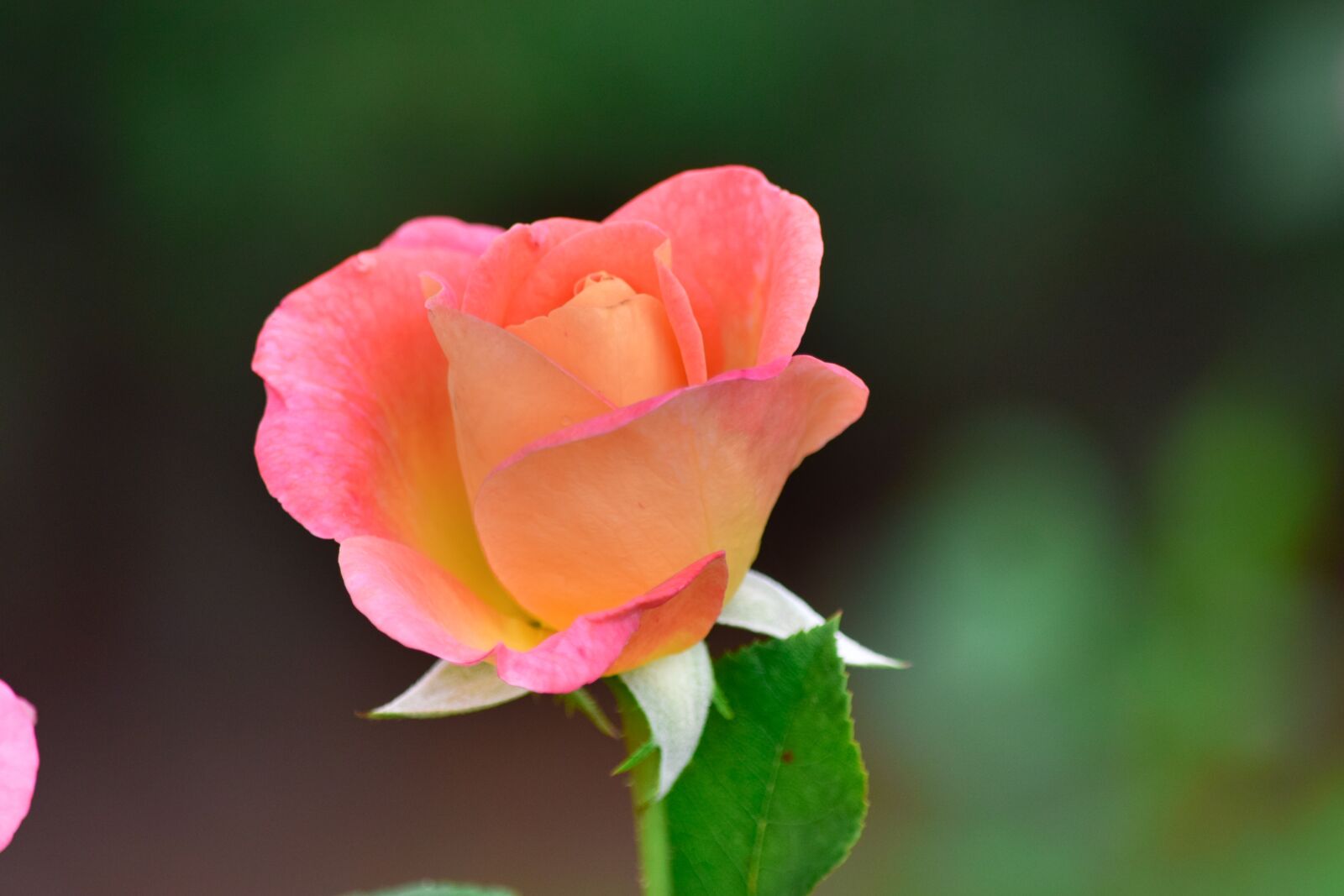 Nikon D5300 sample photo. Rose, flower, garden photography