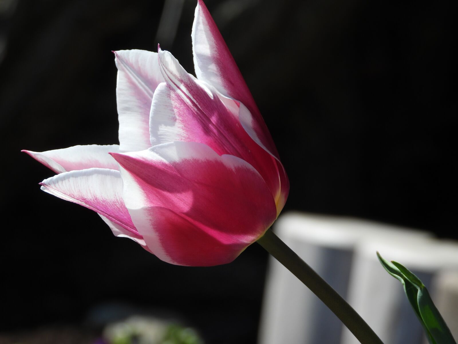 Nikon Coolpix P1000 sample photo. Tulip, flower, spring photography