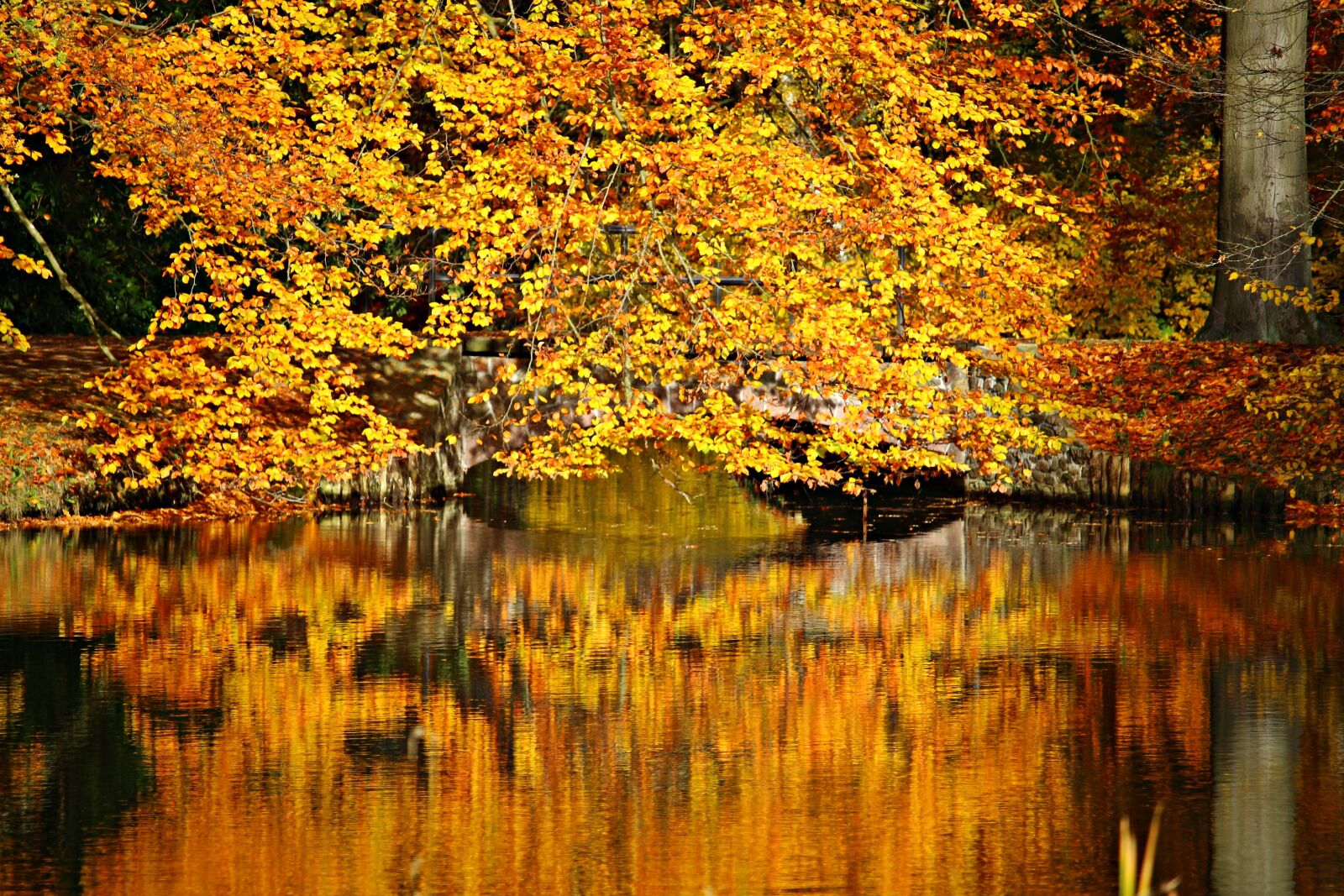 Canon EOS 100D (EOS Rebel SL1 / EOS Kiss X7) sample photo. Autumn, fall color, fall photography