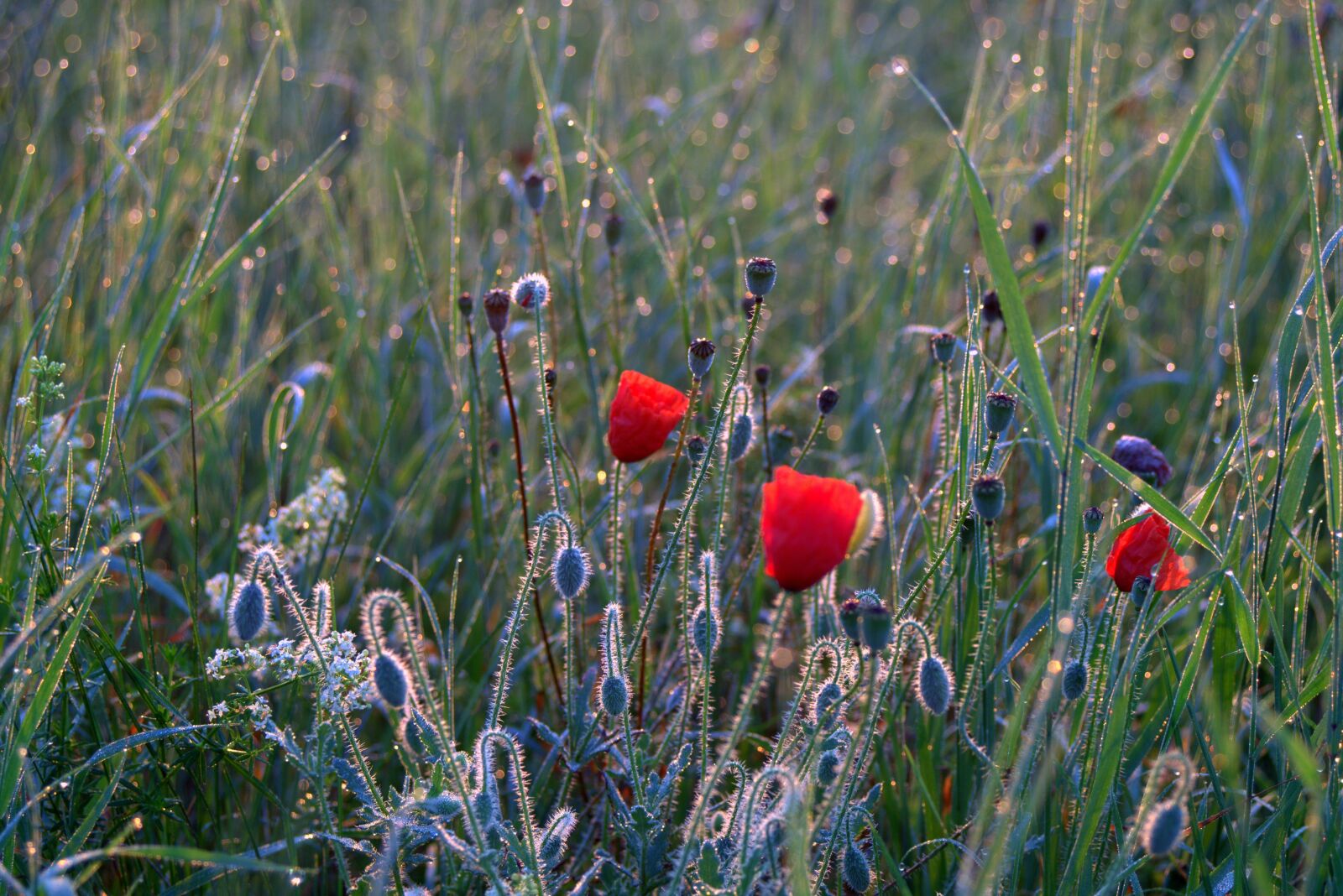 Pentax K-S2 sample photo. Meadow, poppies, dawn photography