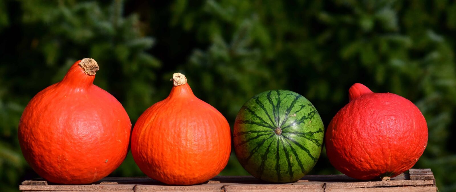 Nikon D3300 sample photo. Agriculture, pumpkin, autumn, vegetables photography