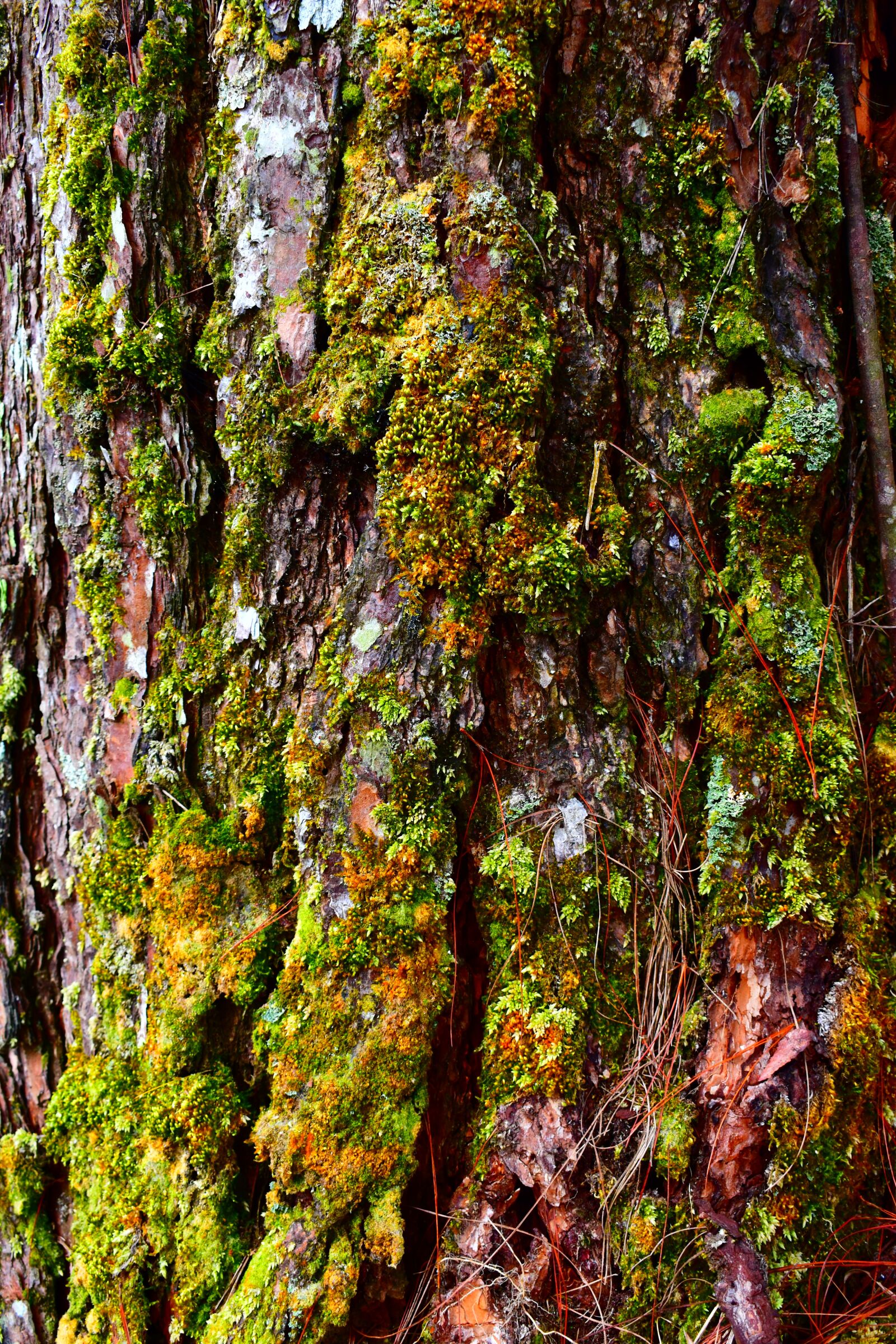 Nikon D5500 sample photo. Wood, pine tree, bark photography