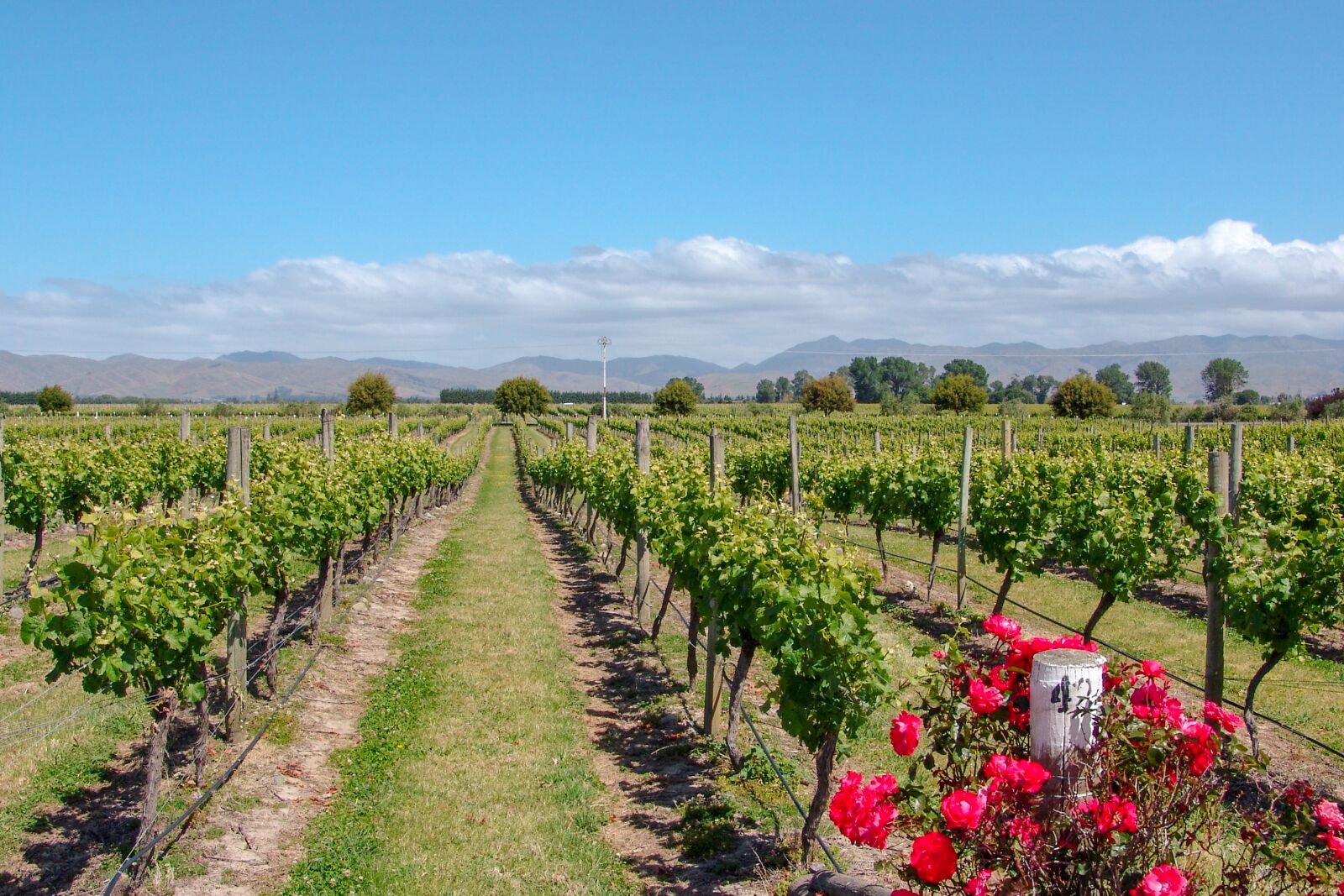 Sony DSC-F828 sample photo. Vineyard, australia, rose photography