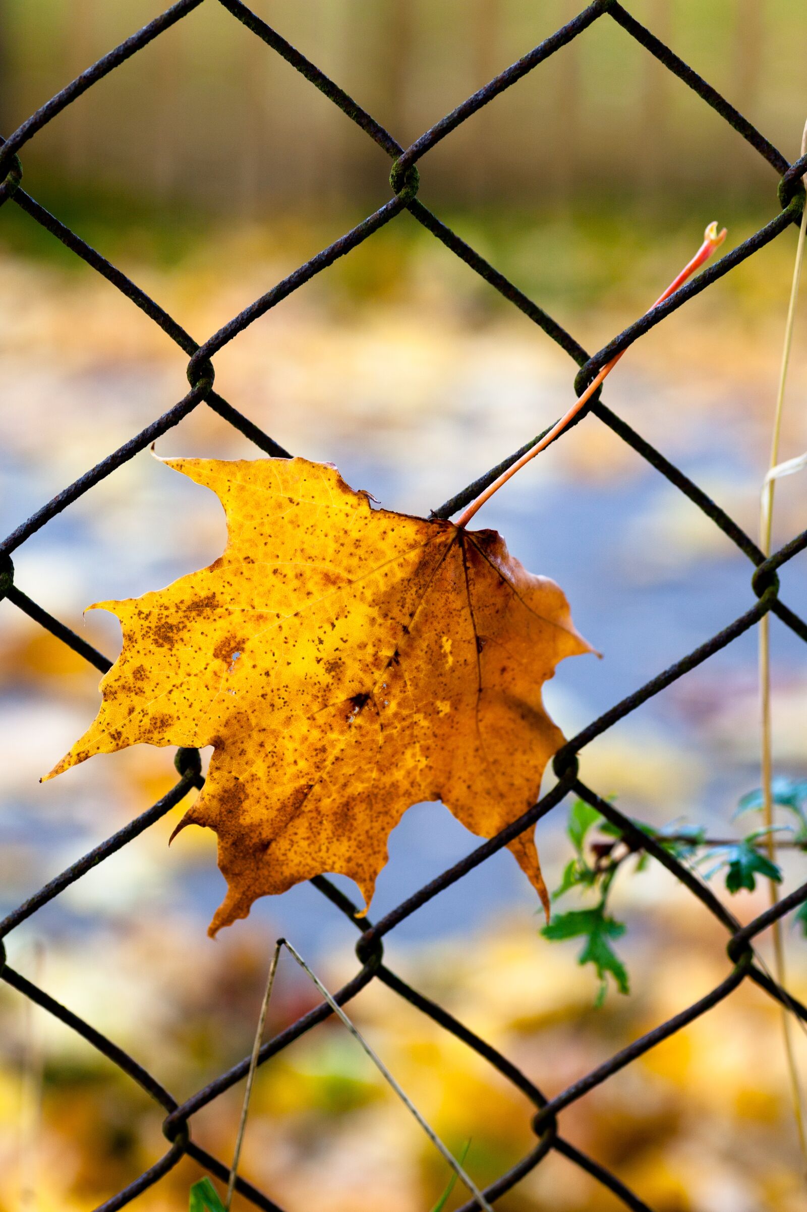 Canon EOS 5D Mark II sample photo. Autumn, fall, autumn leaves photography