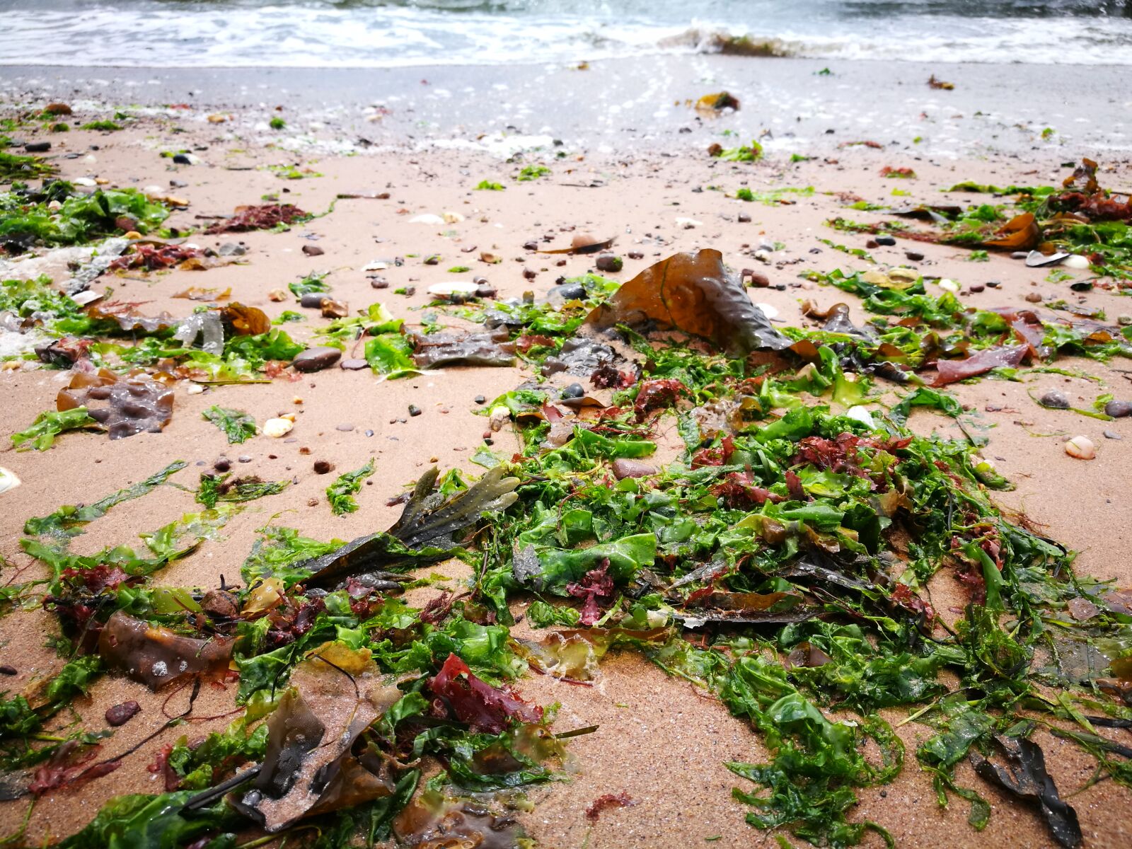 HUAWEI P9 sample photo. Beach, seaside, seaweed, waves photography