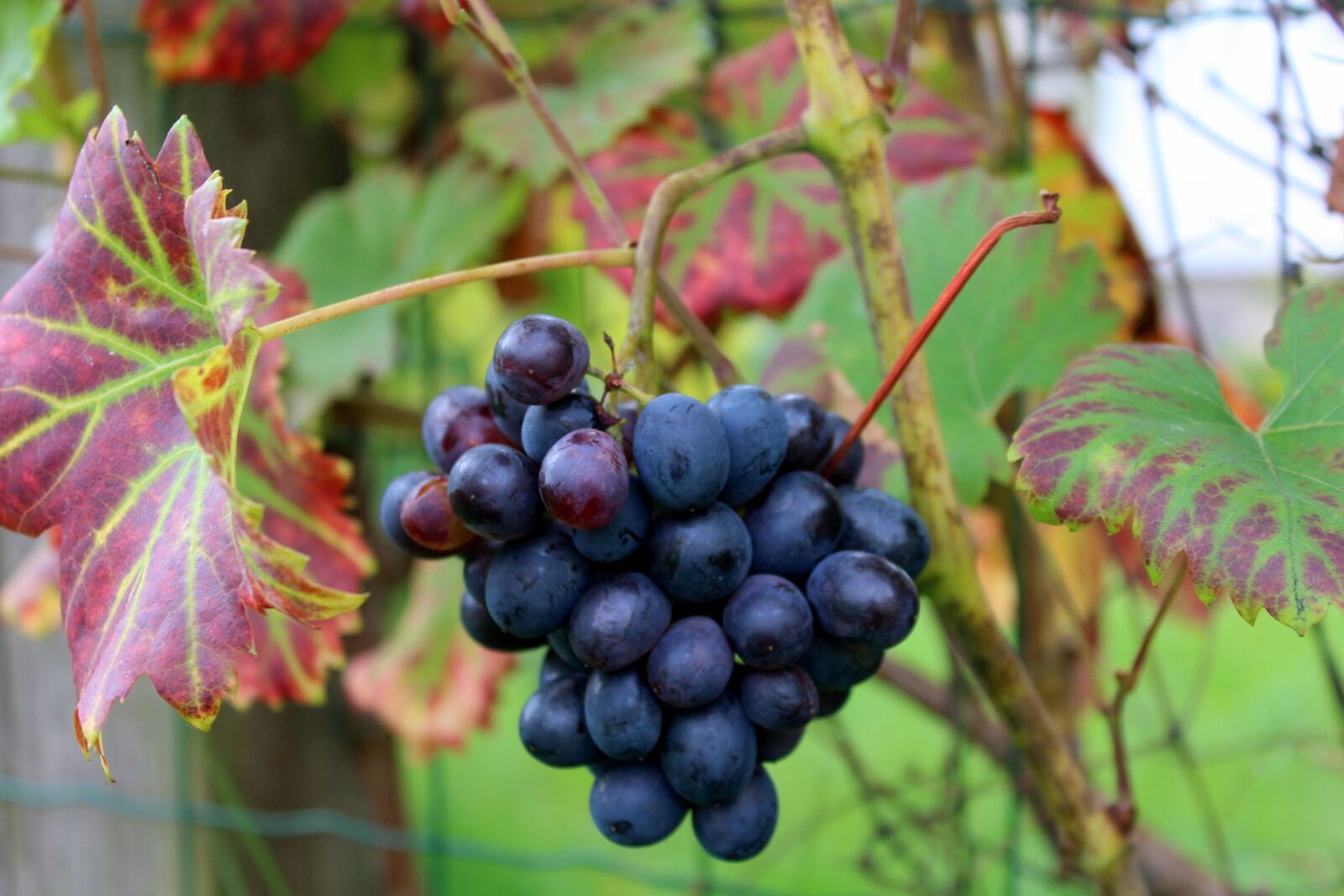 Canon EOS 1200D (EOS Rebel T5 / EOS Kiss X70 / EOS Hi) sample photo. Grapes, garden, fruit photography