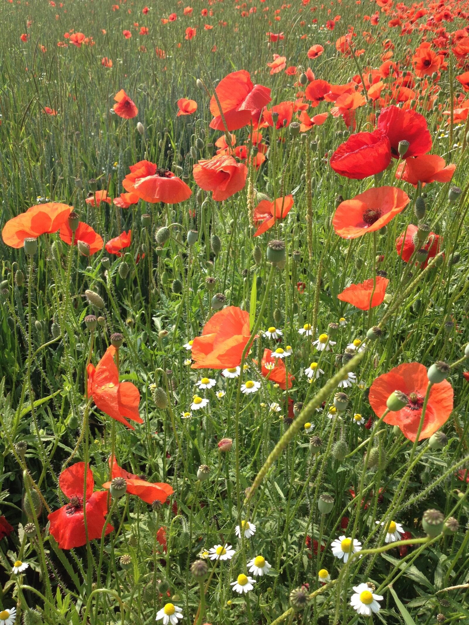 iPhone 4S back camera 4.28mm f/2.4 sample photo. Flowers, red poppies, flower photography