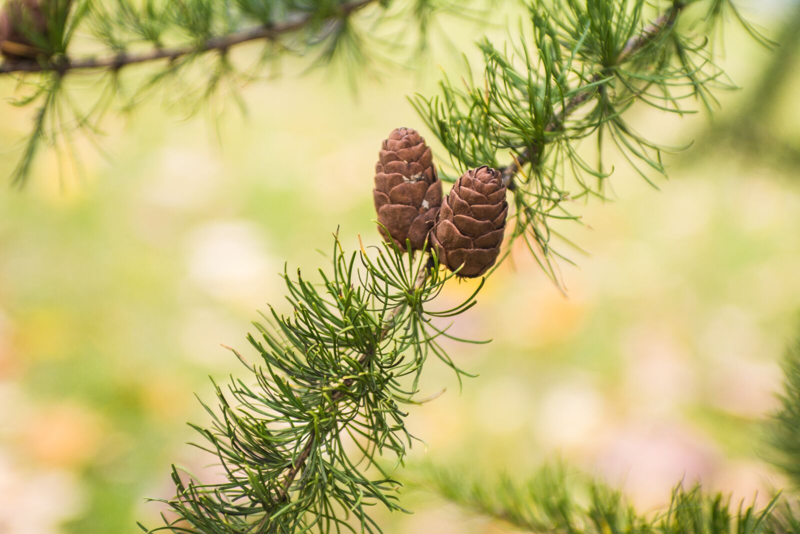 Nikon D7100 sample photo. Summer, branch, cones photography