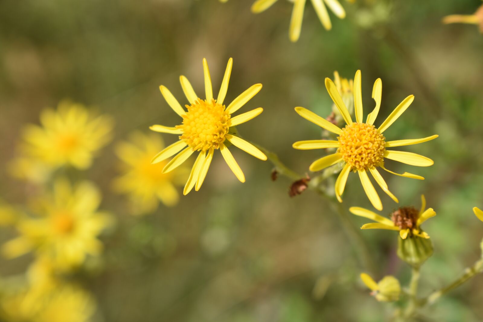 Nikon D3400 sample photo. Yellow, flower, nature photography