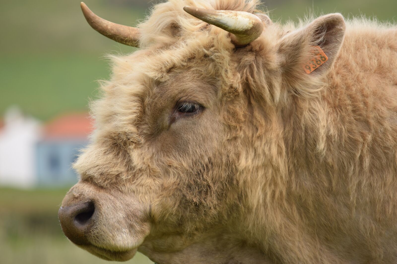 Nikon D3300 sample photo. Bull, livestock, cow photography