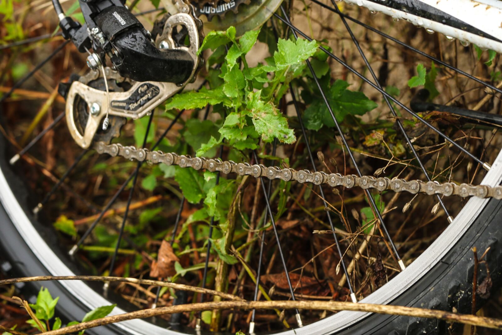 Canon EOS 7D Mark II sample photo. Wheel bicycle, bike, growth photography