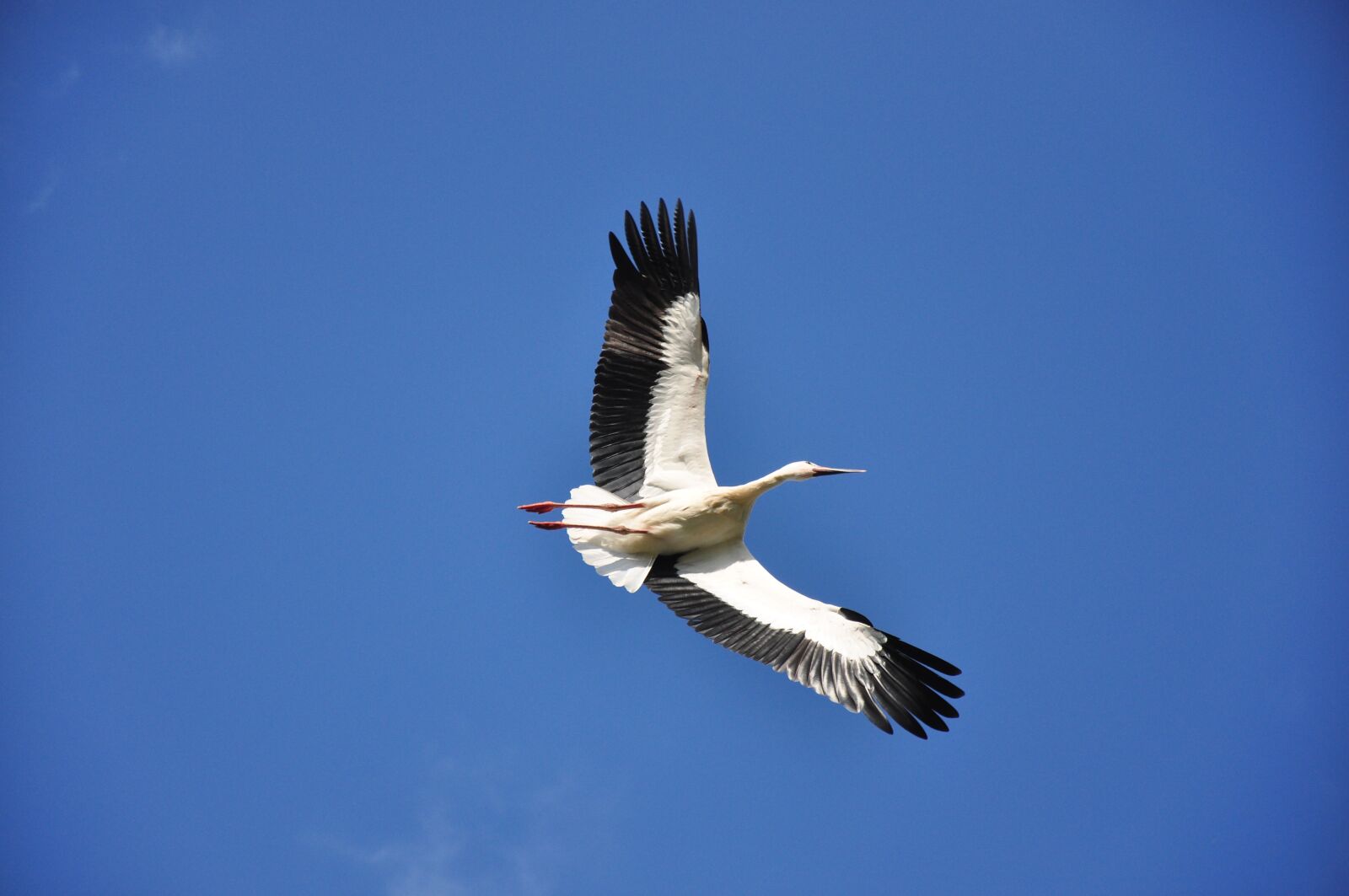 Nikon D90 sample photo. Stork in flight, on photography