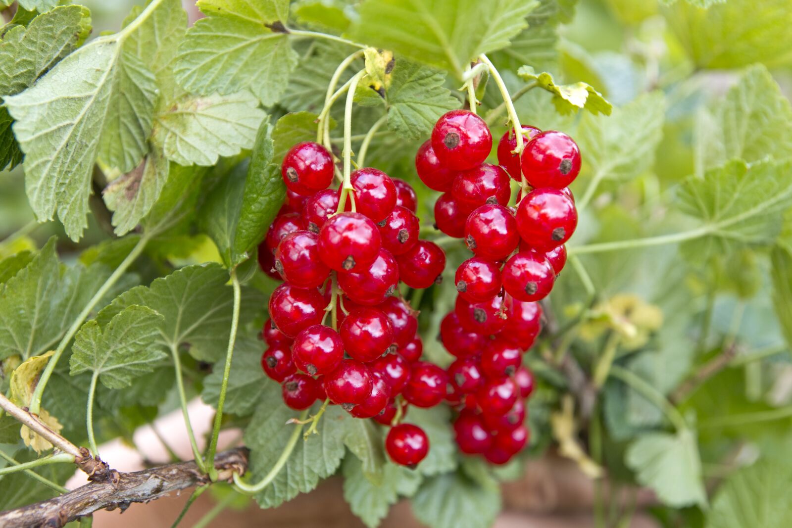 Canon EOS 70D sample photo. Red, bush, currant photography