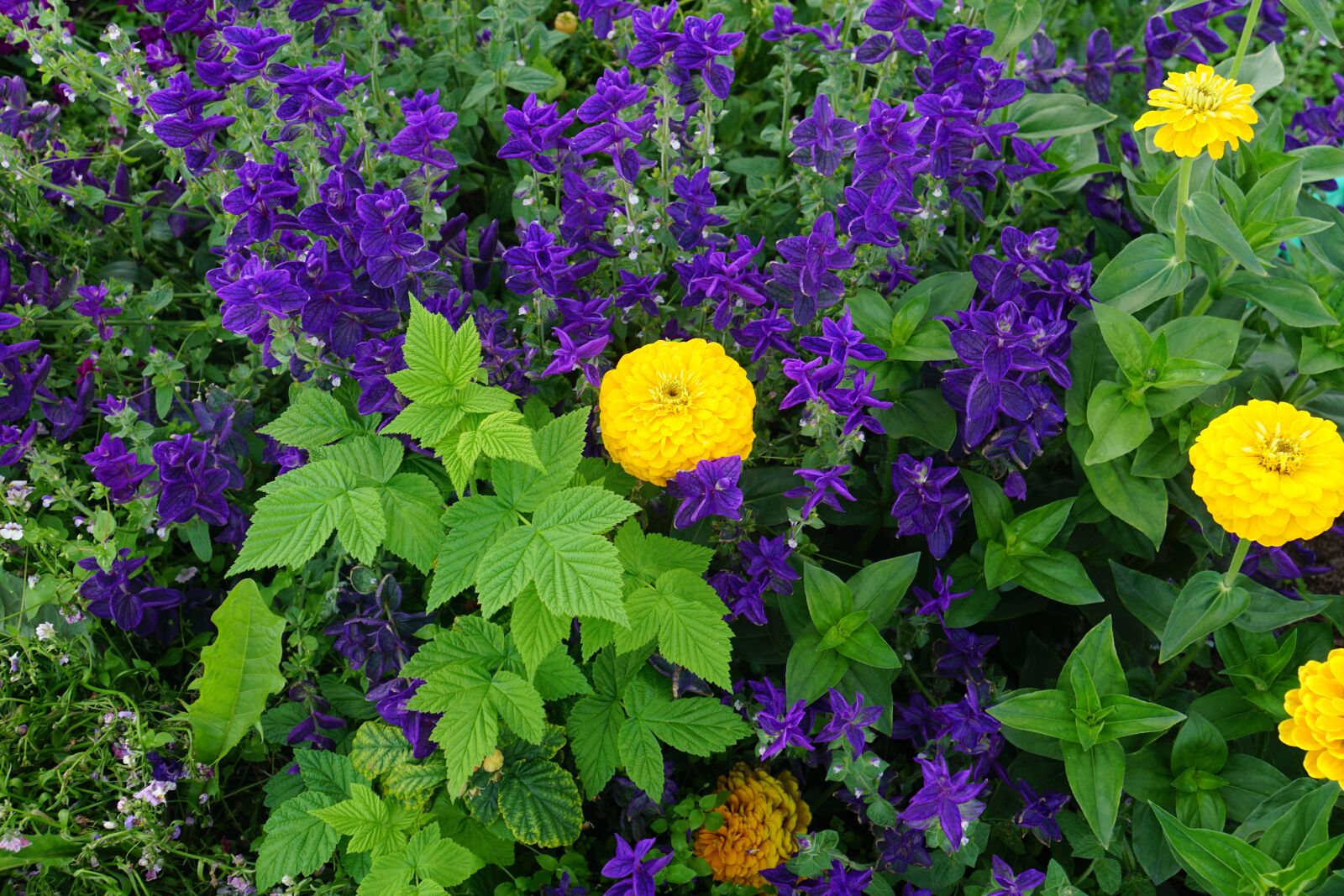 Sony a6000 + Sony E 18-55mm F3.5-5.6 OSS sample photo. Flower, garden, flora photography