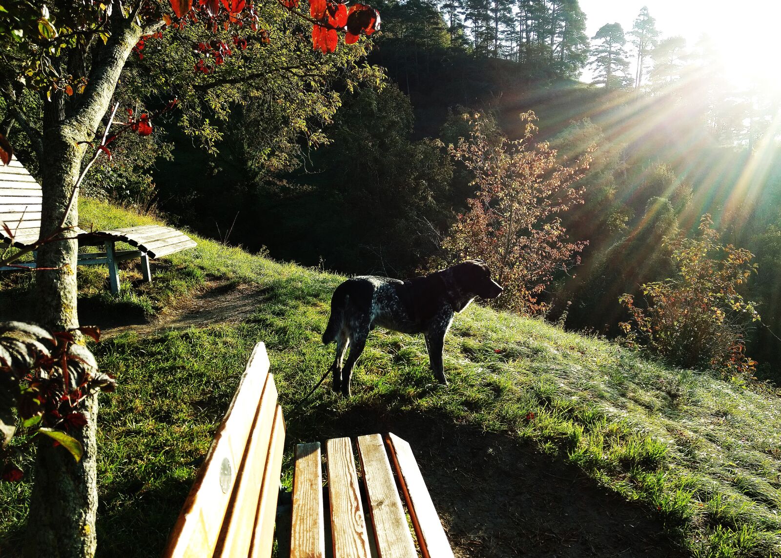 Motorola Moto G (4) sample photo. Dog, pet, dawn photography